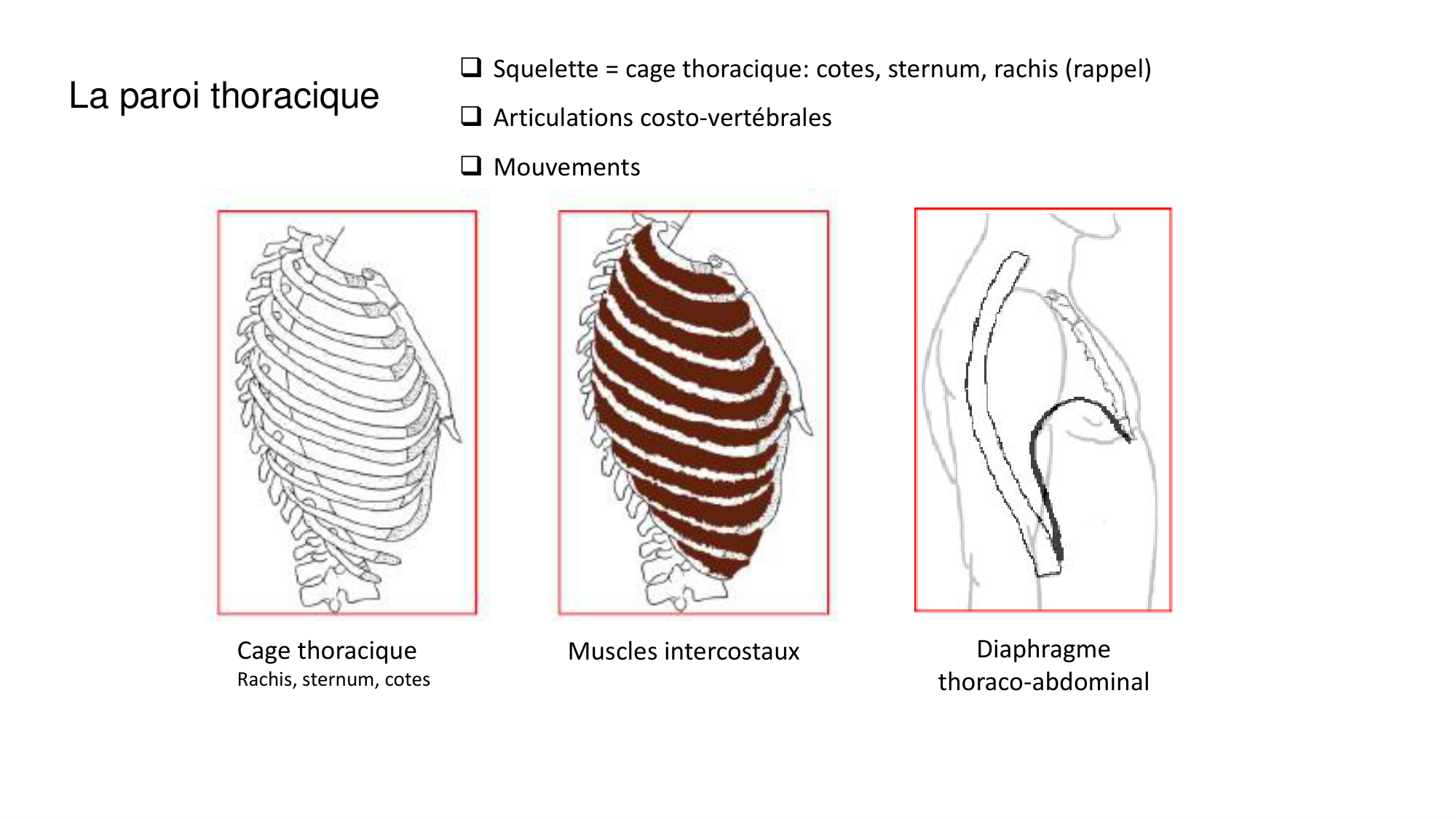 1 BA ostéologie MS thorax 2025-26 page 4