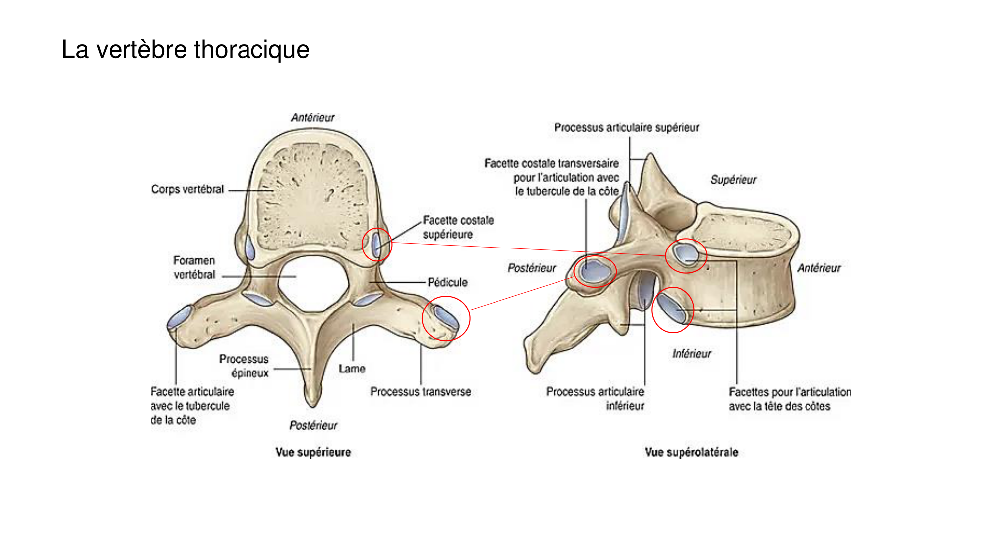 1 BA ostéologie MS thorax 2025-26 page 8