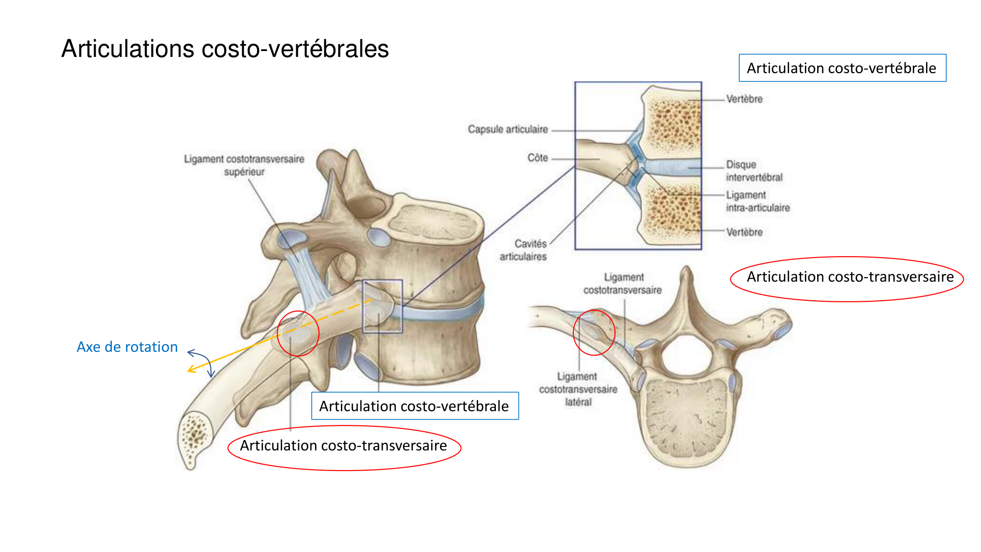 1 BA ostéologie MS thorax 2025-26 page 9