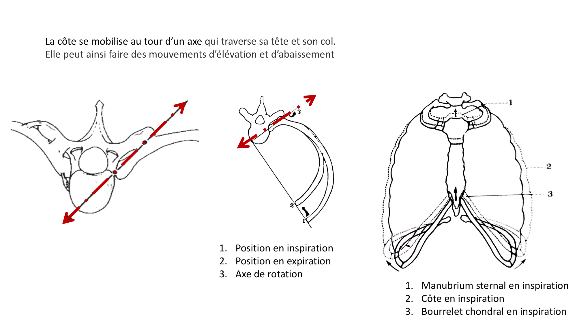 1 BA ostéologie MS thorax 2025-26 page 16