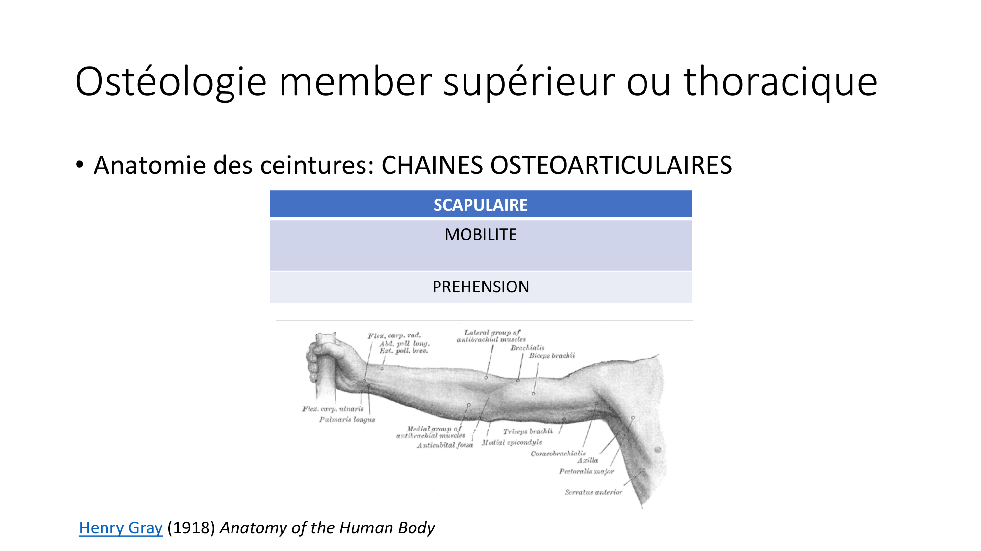 1 BA ostéologie MS thorax 2025-26 page 18