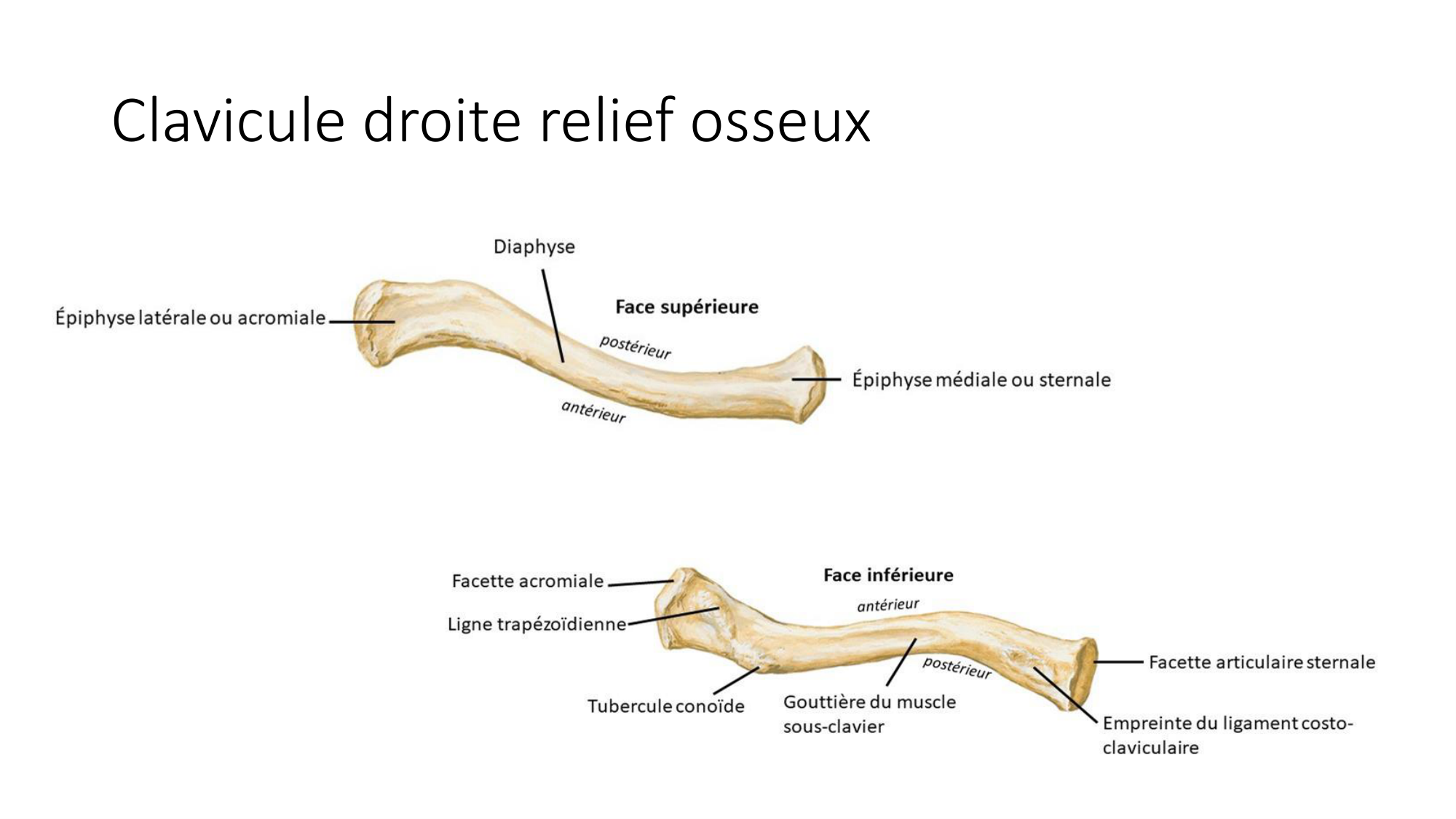 1 BA ostéologie MS thorax 2025-26 page 20