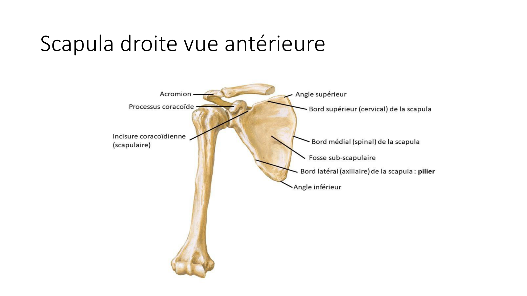 1 BA ostéologie MS thorax 2025-26 page 22