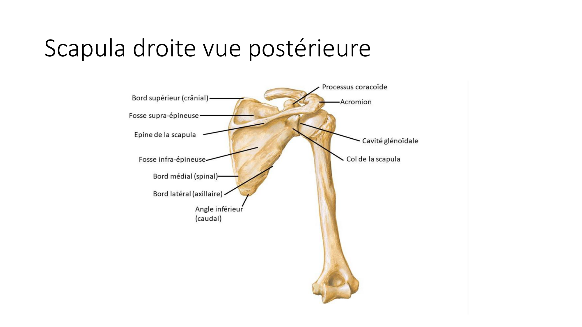 1 BA ostéologie MS thorax 2025-26 page 23
