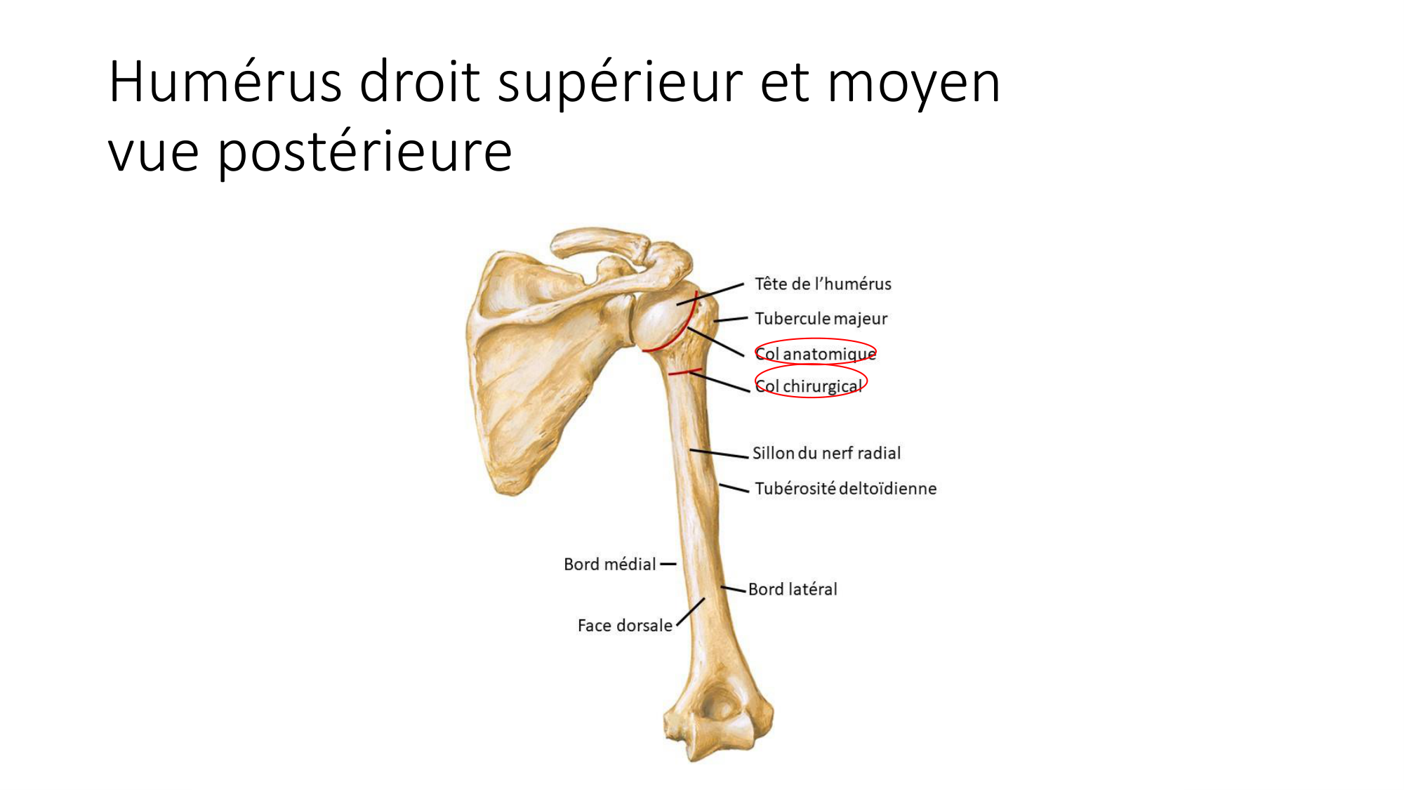 1 BA ostéologie MS thorax 2025-26 page 26