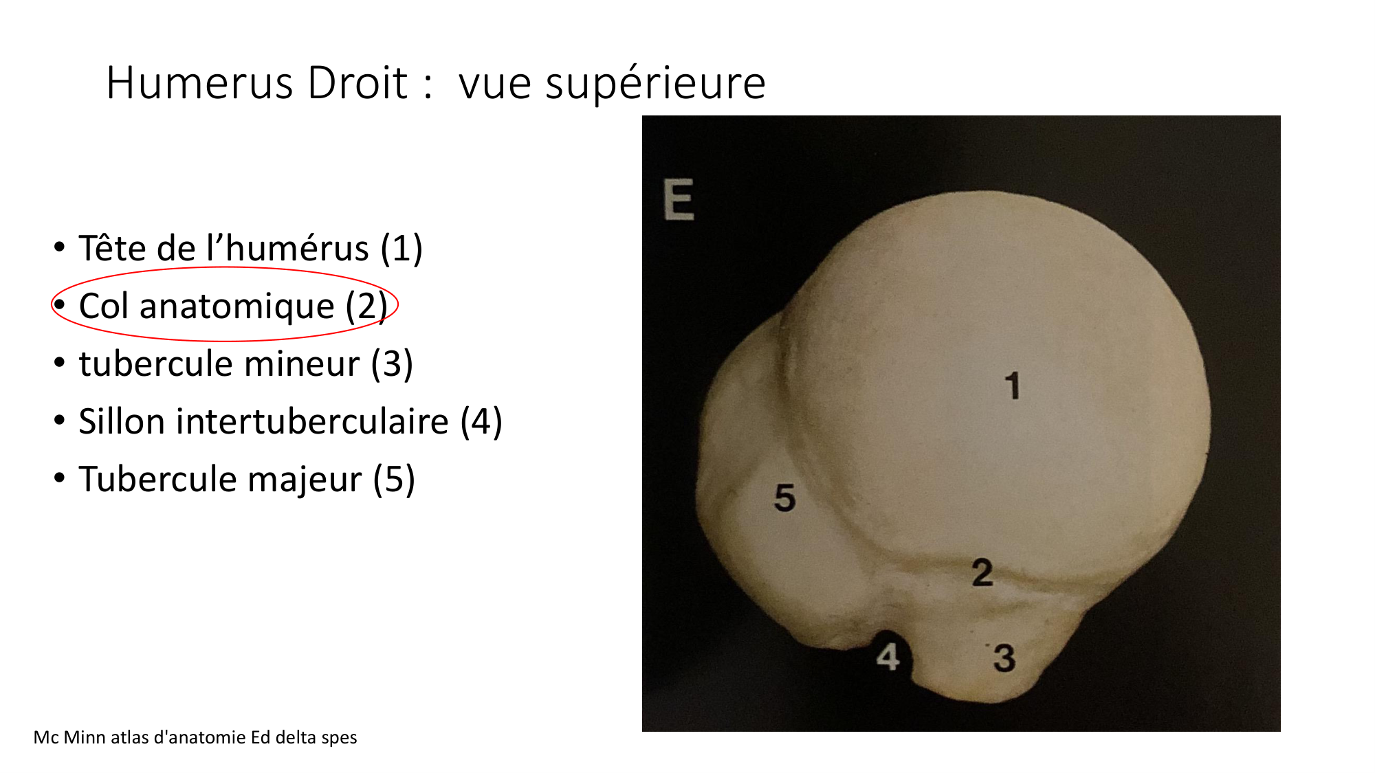 1 BA ostéologie MS thorax 2025-26 page 27