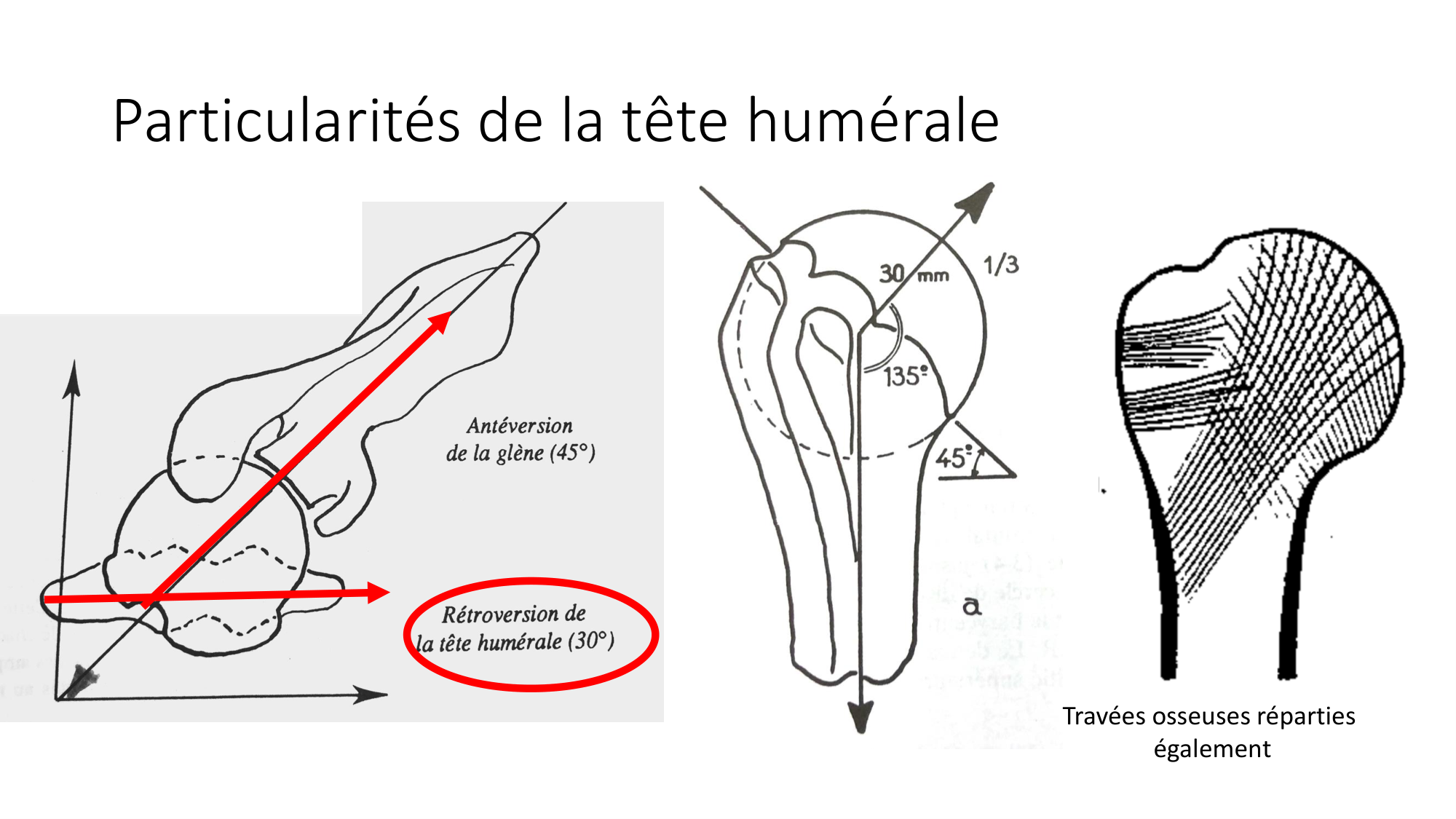 1 BA ostéologie MS thorax 2025-26 page 28
