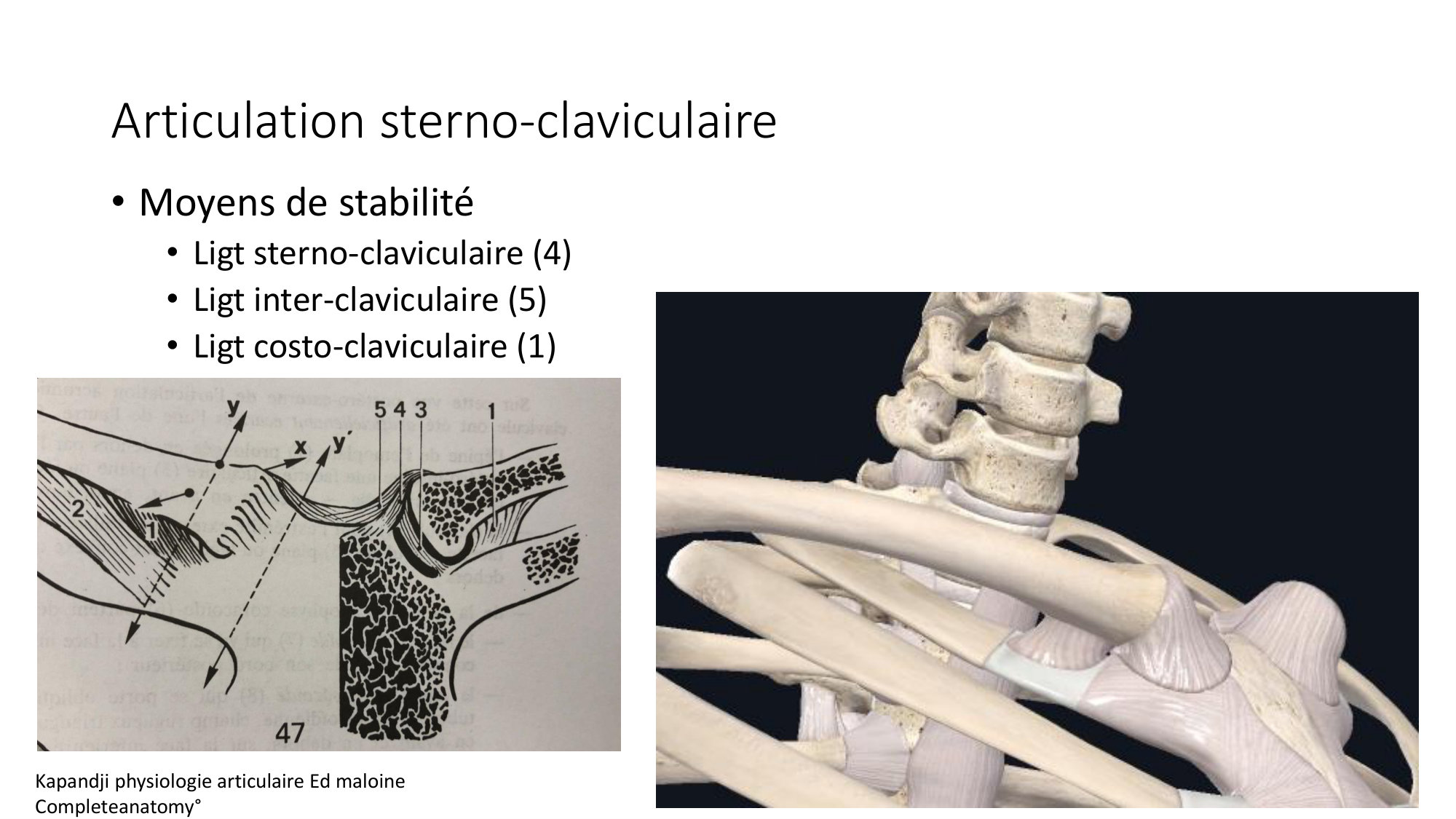 1 BA ostéologie MS thorax 2025-26 page 31