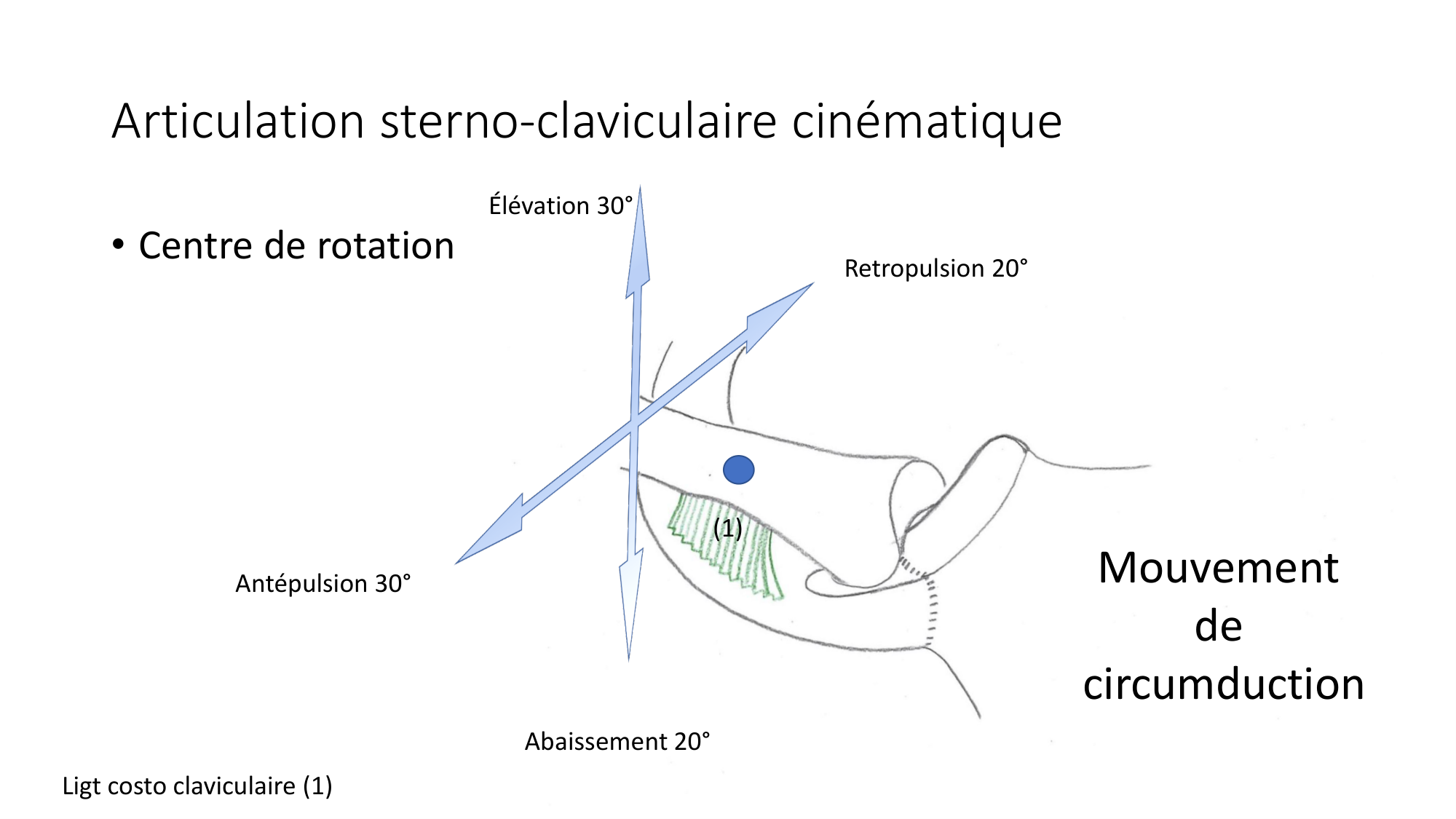 1 BA ostéologie MS thorax 2025-26 page 32