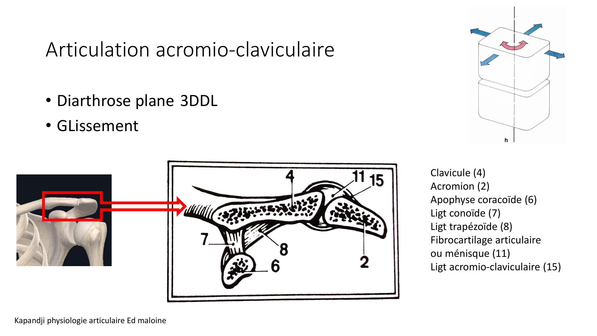 1 BA ostéologie MS thorax 2025-26 page 34
