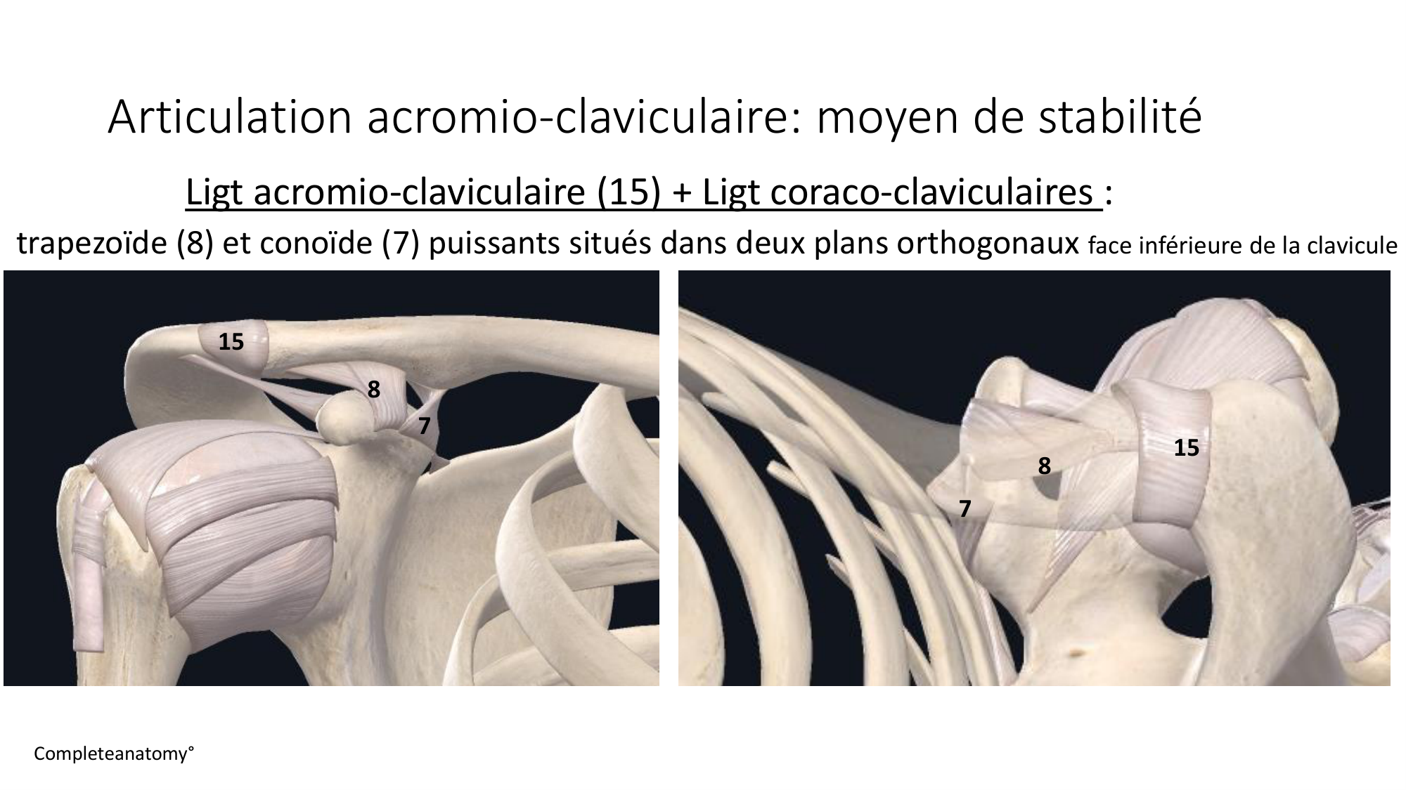1 BA ostéologie MS thorax 2025-26 page 35