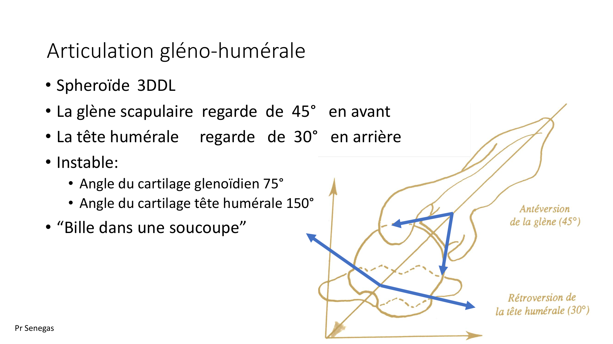 1 BA ostéologie MS thorax 2025-26 page 39