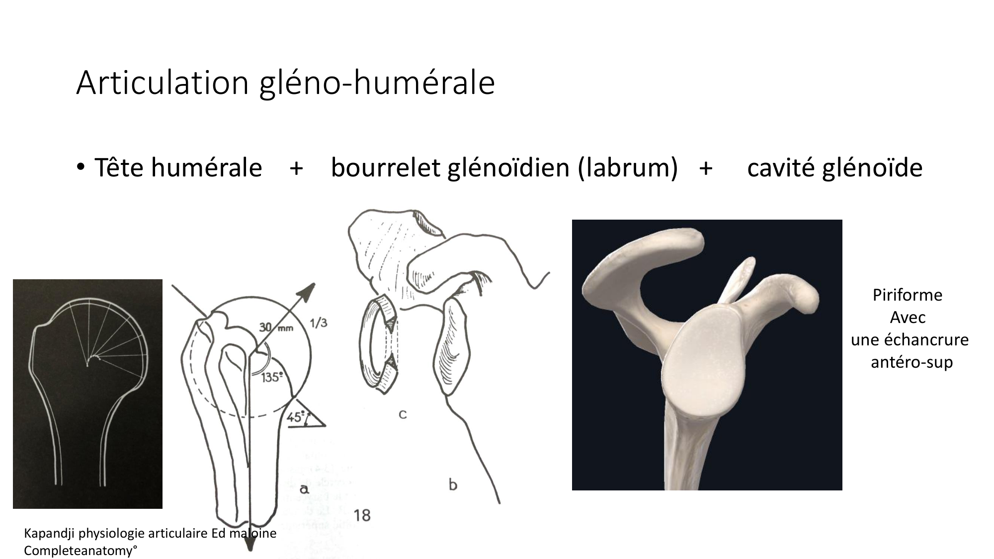 1 BA ostéologie MS thorax 2025-26 page 40