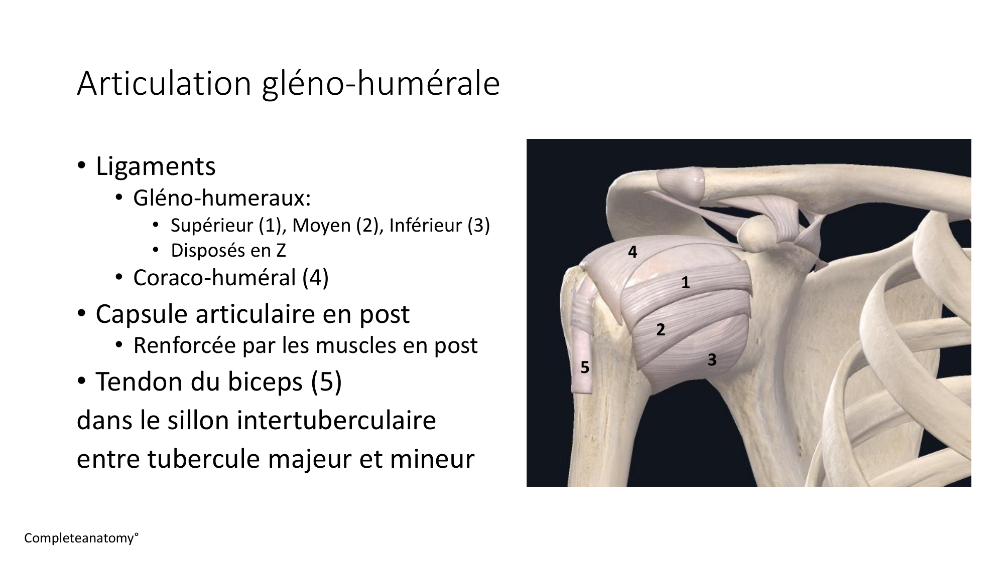 1 BA ostéologie MS thorax 2025-26 page 41