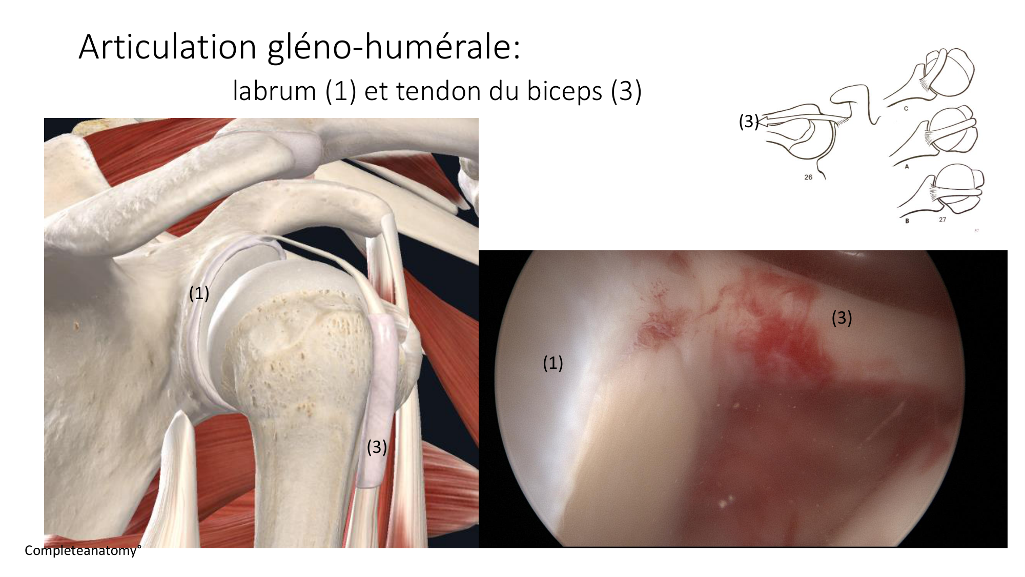 1 BA ostéologie MS thorax 2025-26 page 44