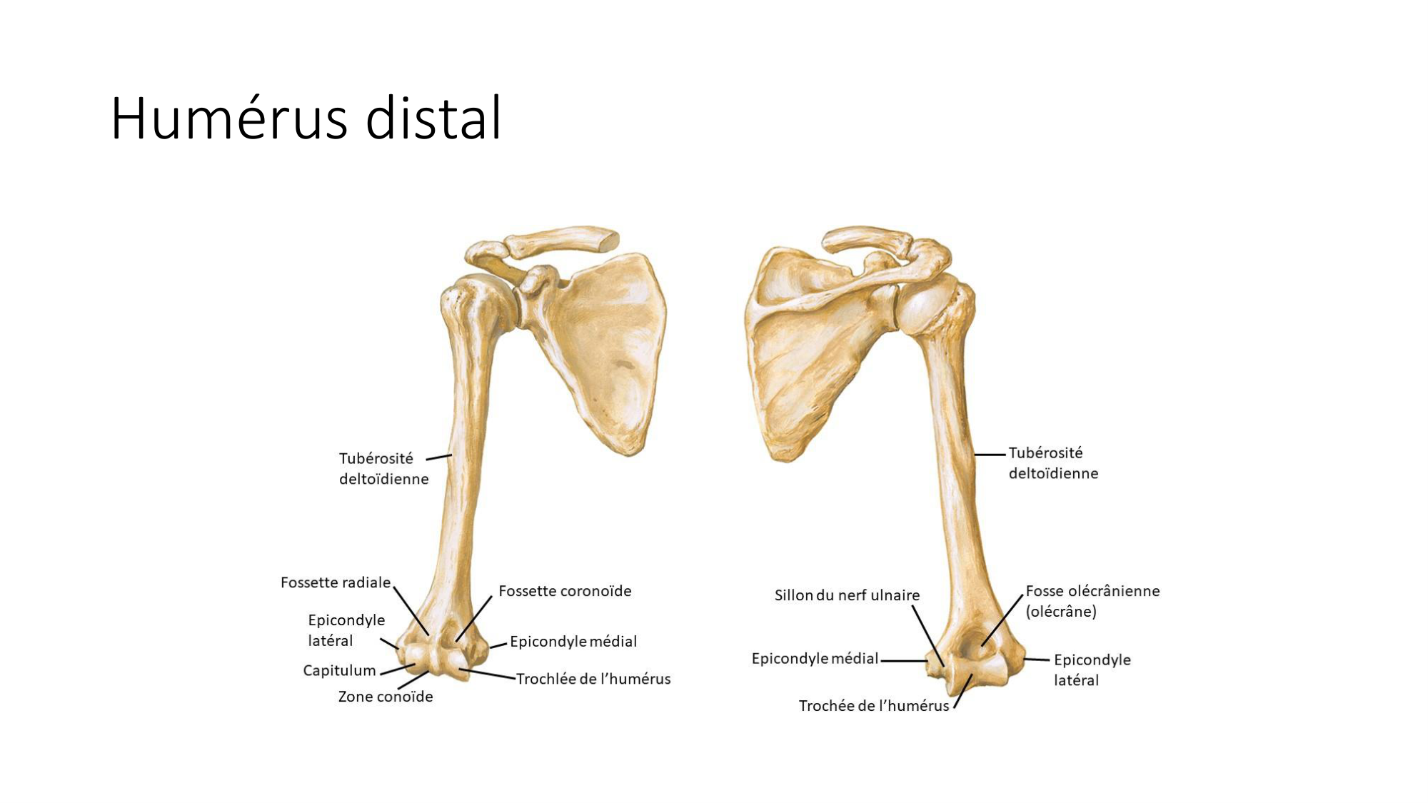 1 BA ostéologie MS thorax 2025-26 page 49