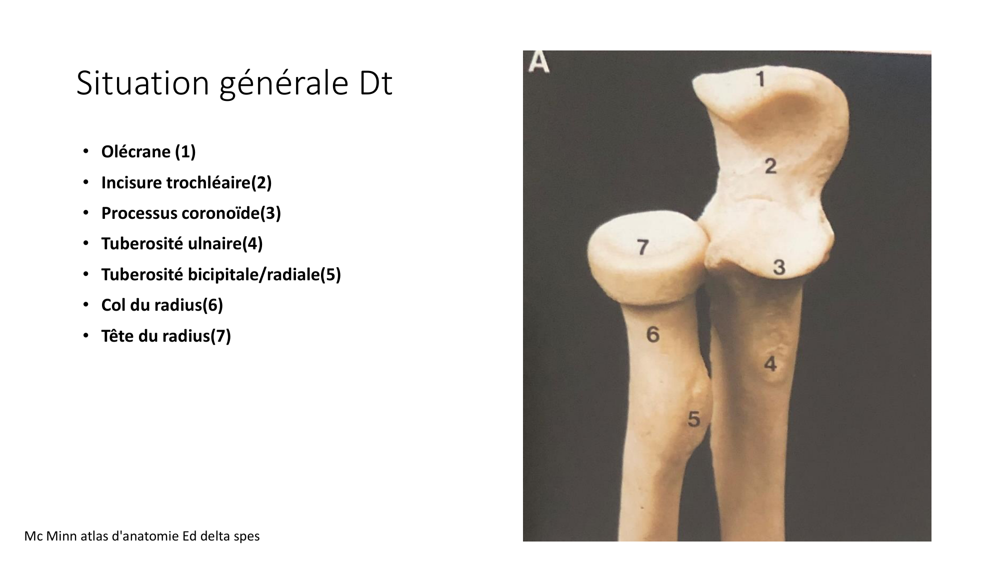 1 BA ostéologie MS thorax 2025-26 page 51