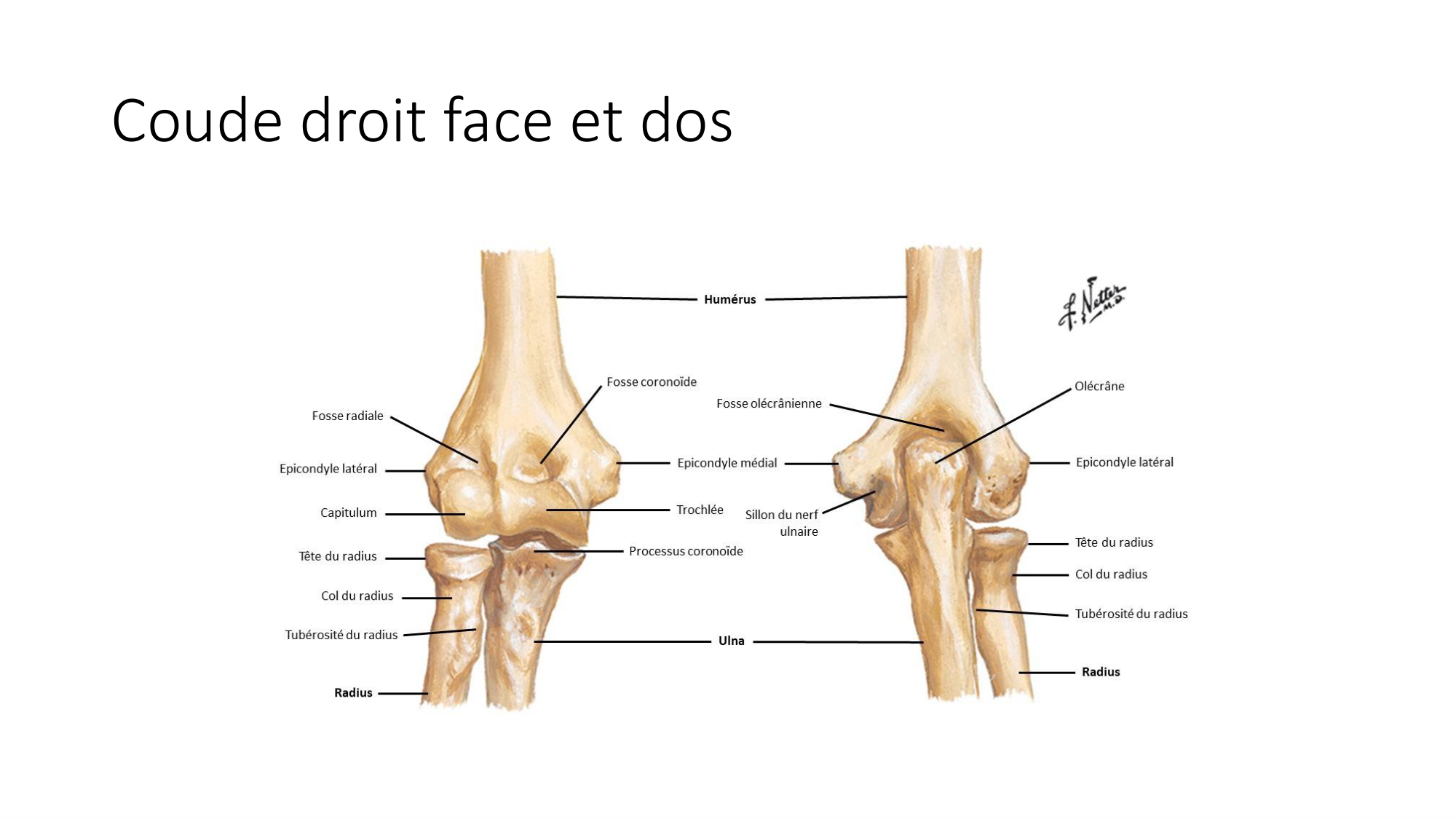 1 BA ostéologie MS thorax 2025-26 page 53