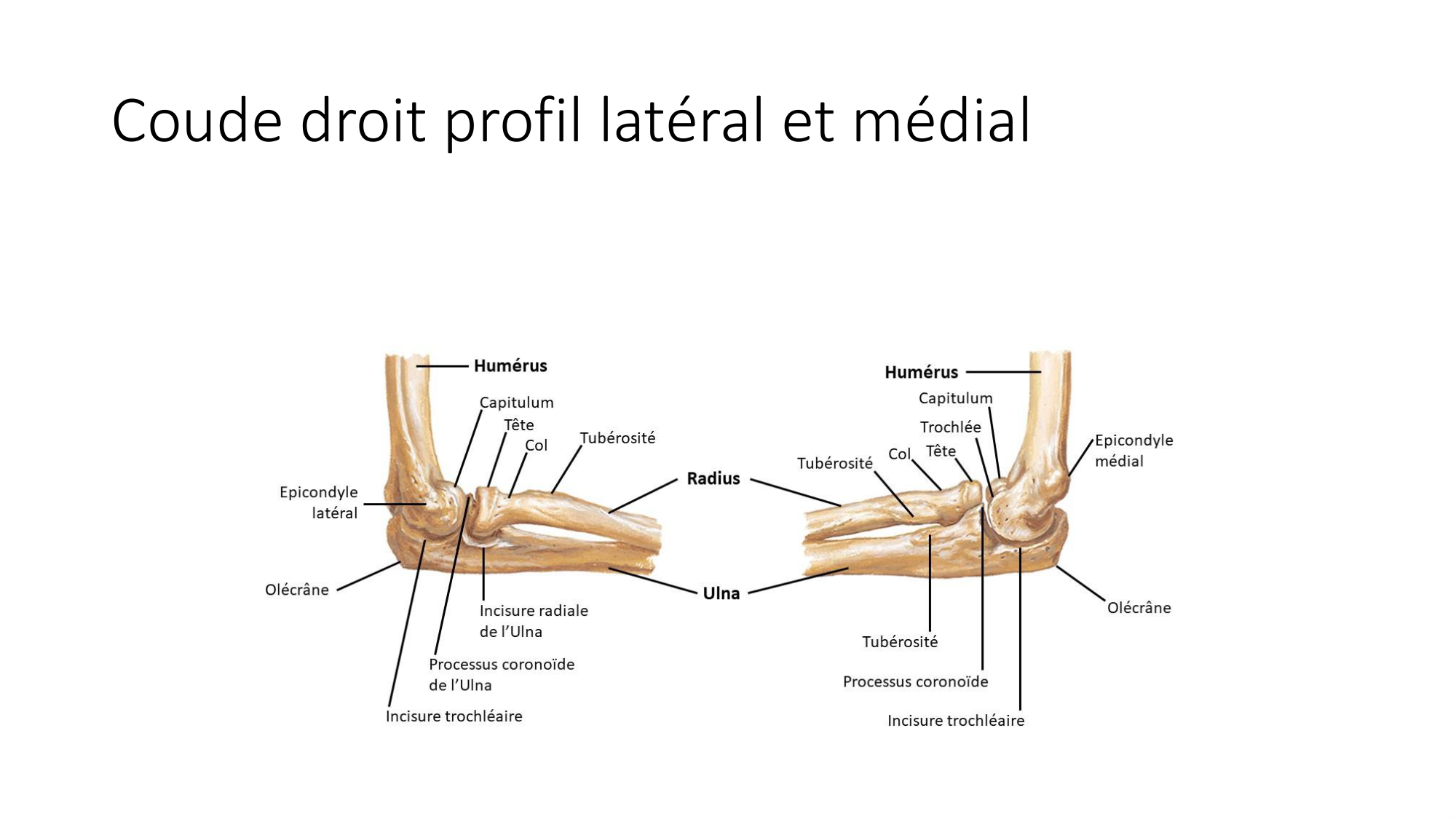 1 BA ostéologie MS thorax 2025-26 page 54
