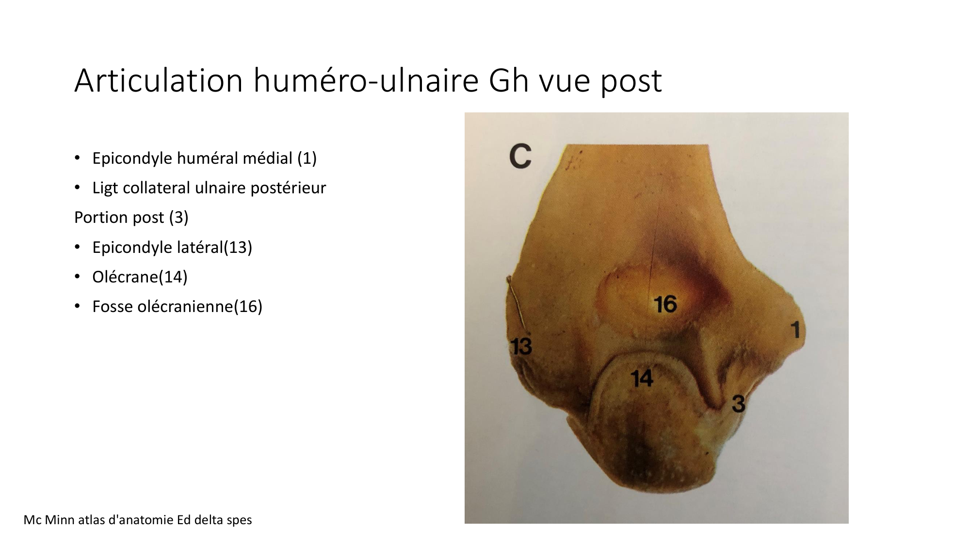 1 BA ostéologie MS thorax 2025-26 page 55