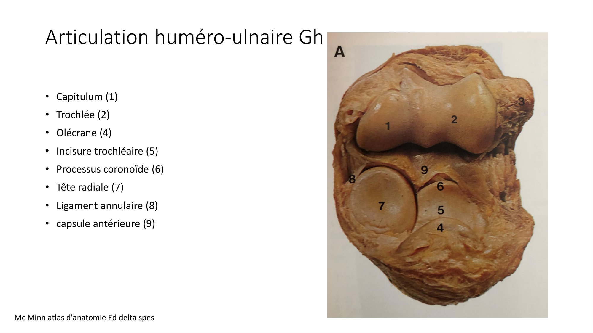 1 BA ostéologie MS thorax 2025-26 page 56