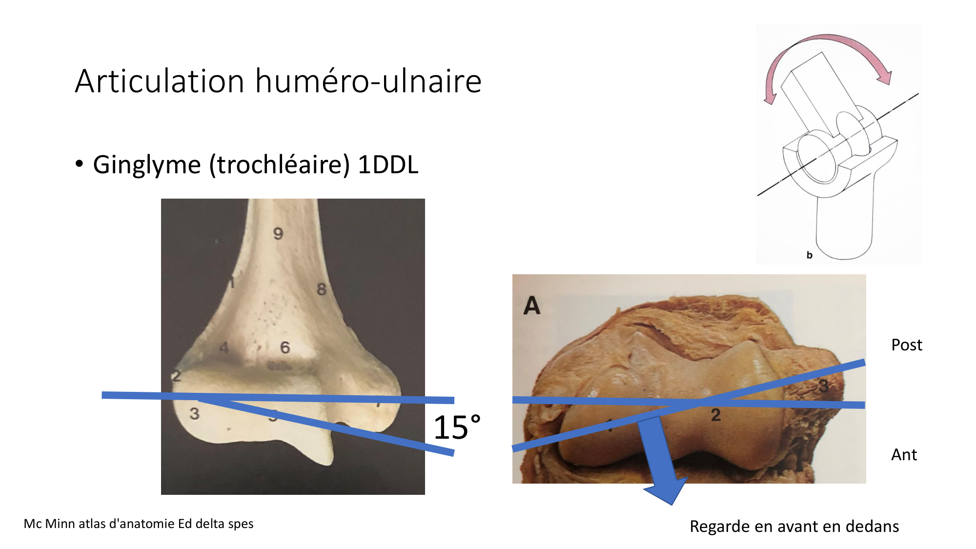 1 BA ostéologie MS thorax 2025-26 page 57