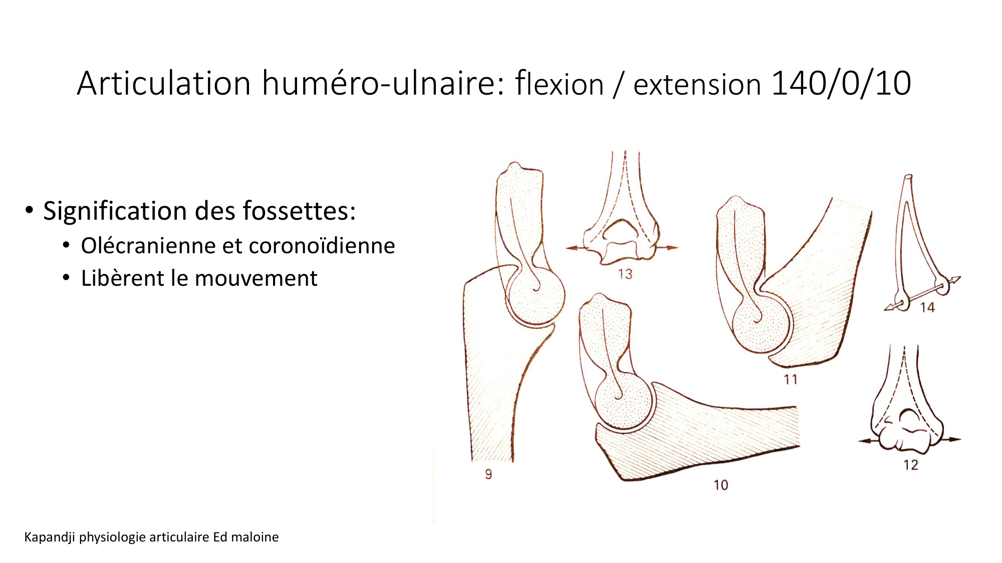 1 BA ostéologie MS thorax 2025-26 page 59