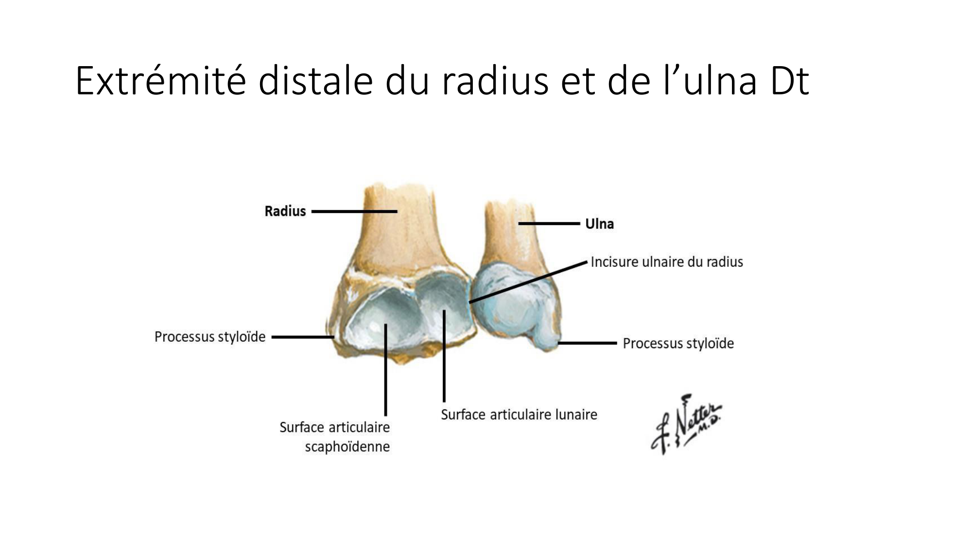 1 BA ostéologie MS thorax 2025-26 page 61