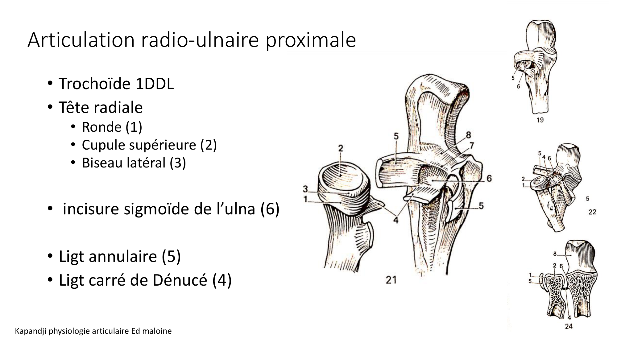 1 BA ostéologie MS thorax 2025-26 page 64