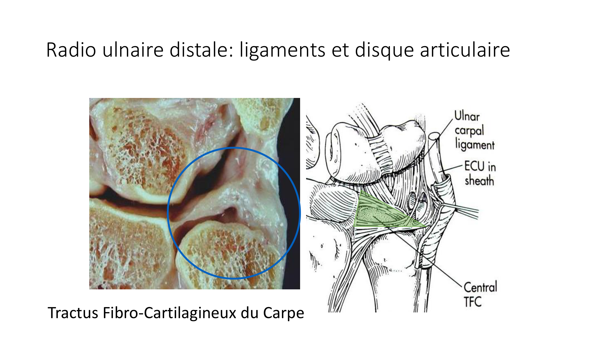 1 BA ostéologie MS thorax 2025-26 page 70