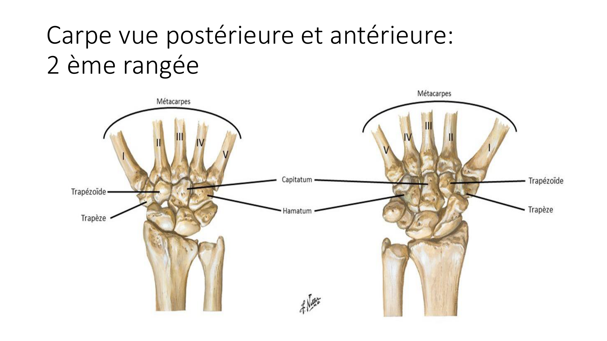 1 BA ostéologie MS thorax 2025-26 page 74
