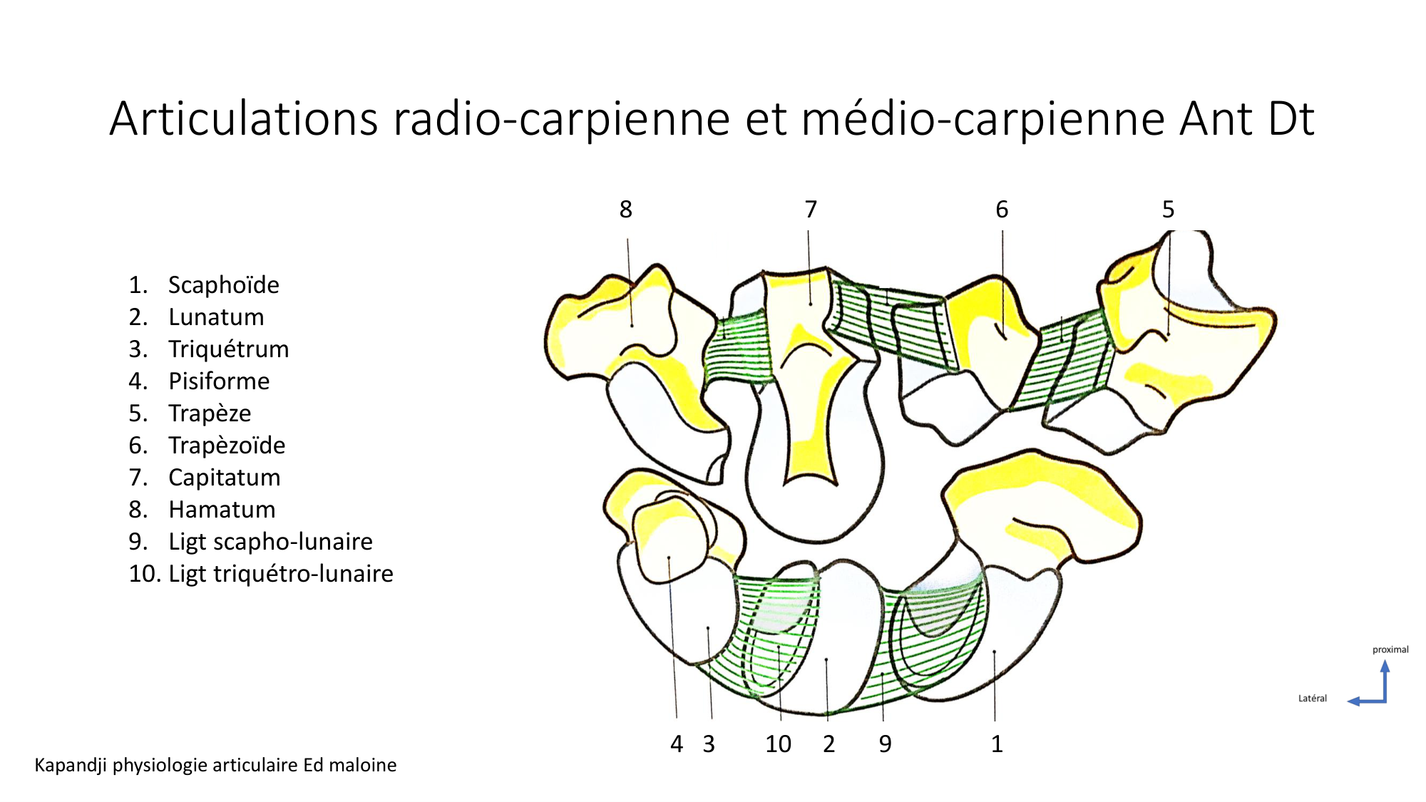 1 BA ostéologie MS thorax 2025-26 page 75