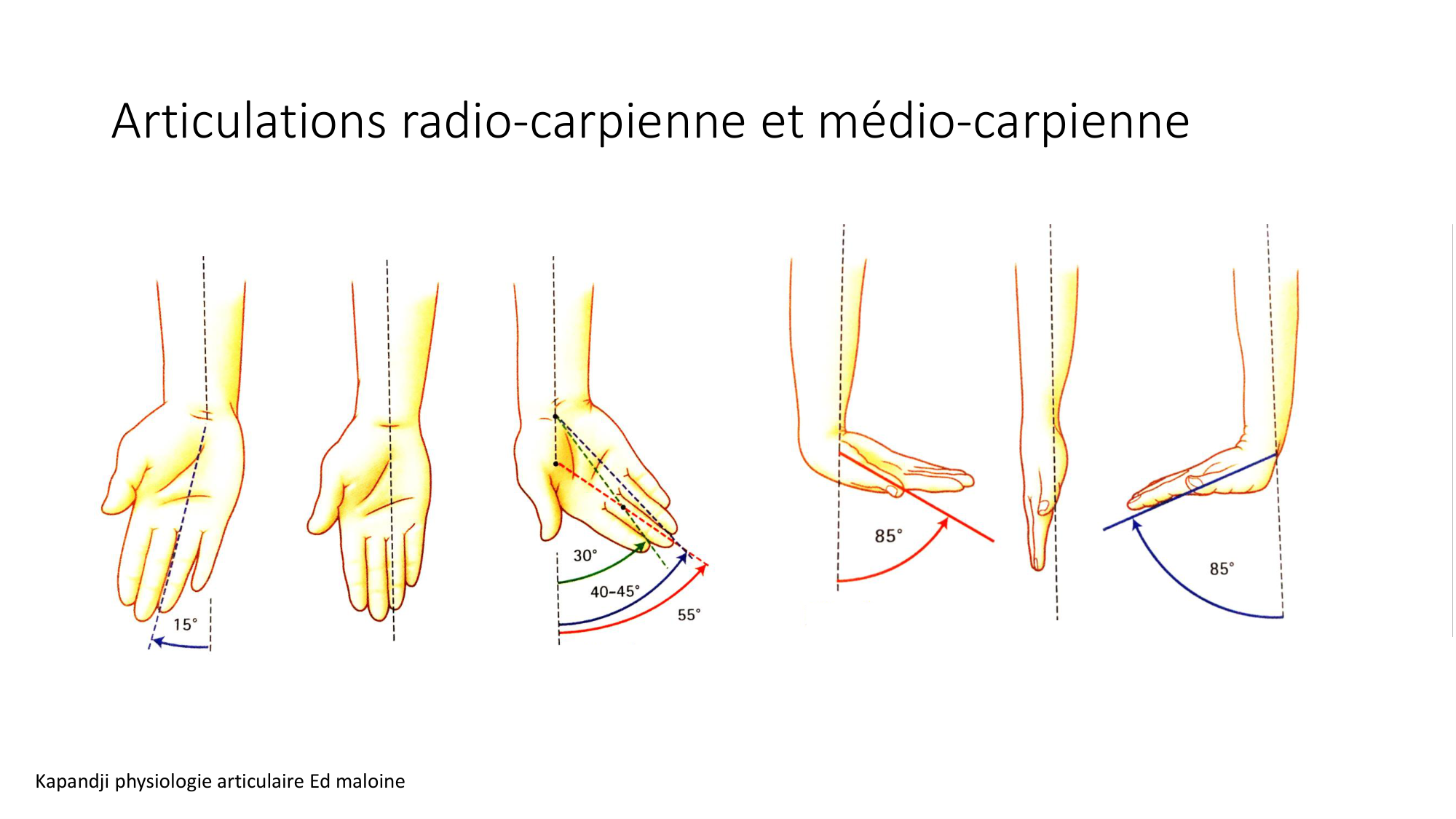 1 BA ostéologie MS thorax 2025-26 page 76