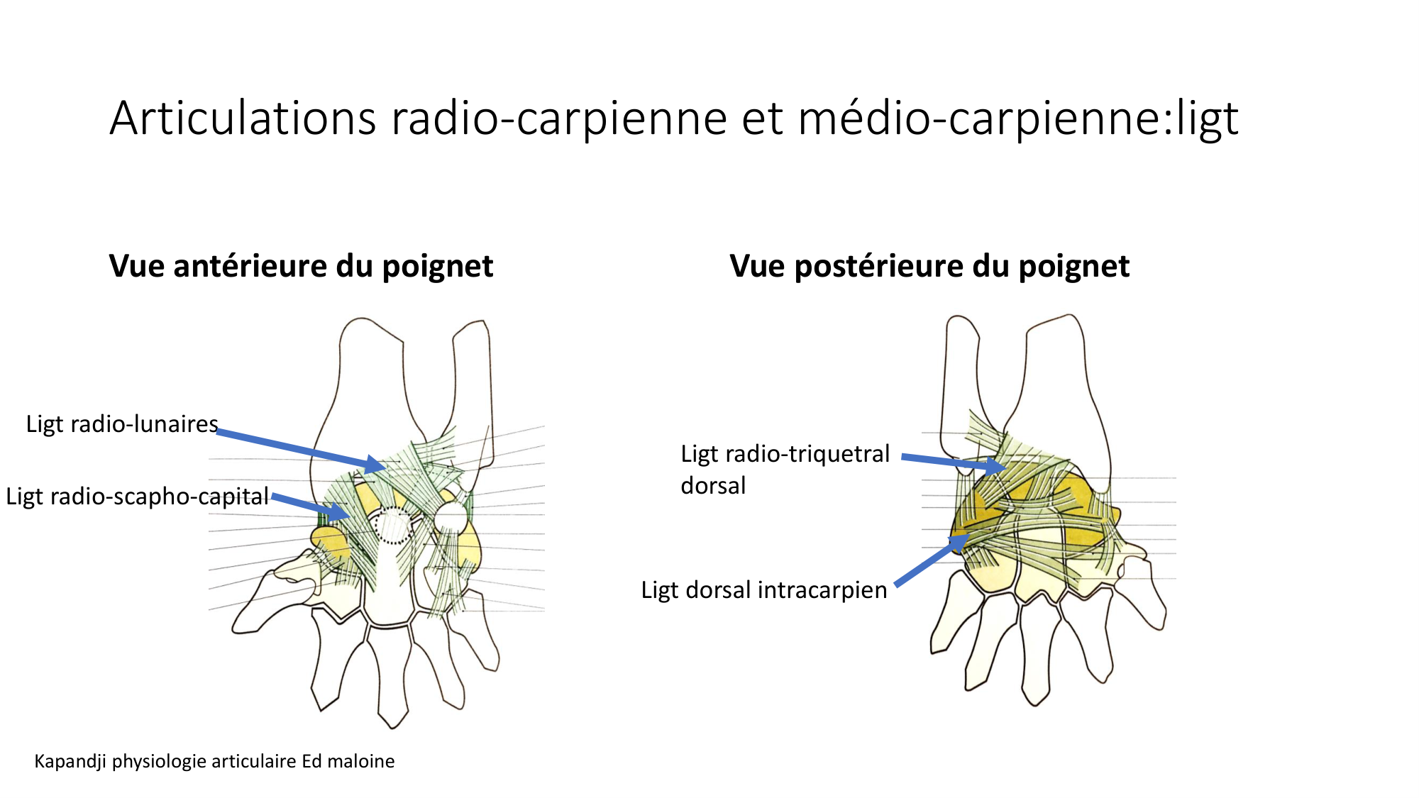 1 BA ostéologie MS thorax 2025-26 page 78