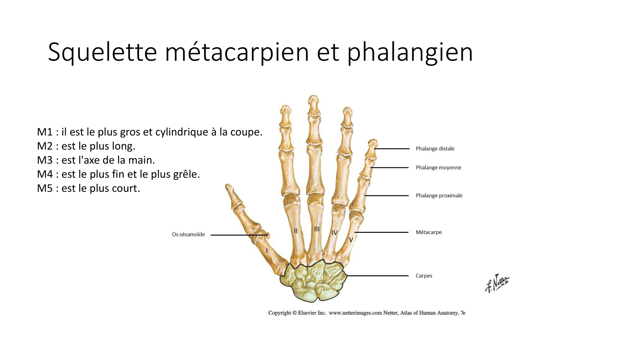 1 BA ostéologie MS thorax 2025-26 page 79