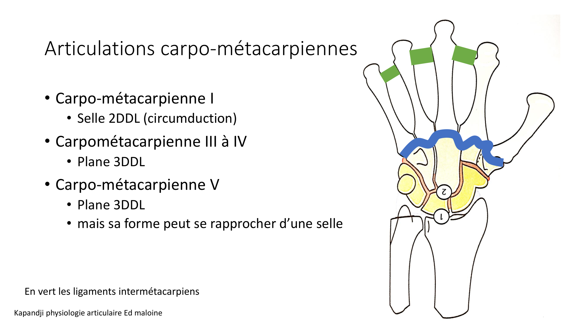 1 BA ostéologie MS thorax 2025-26 page 80