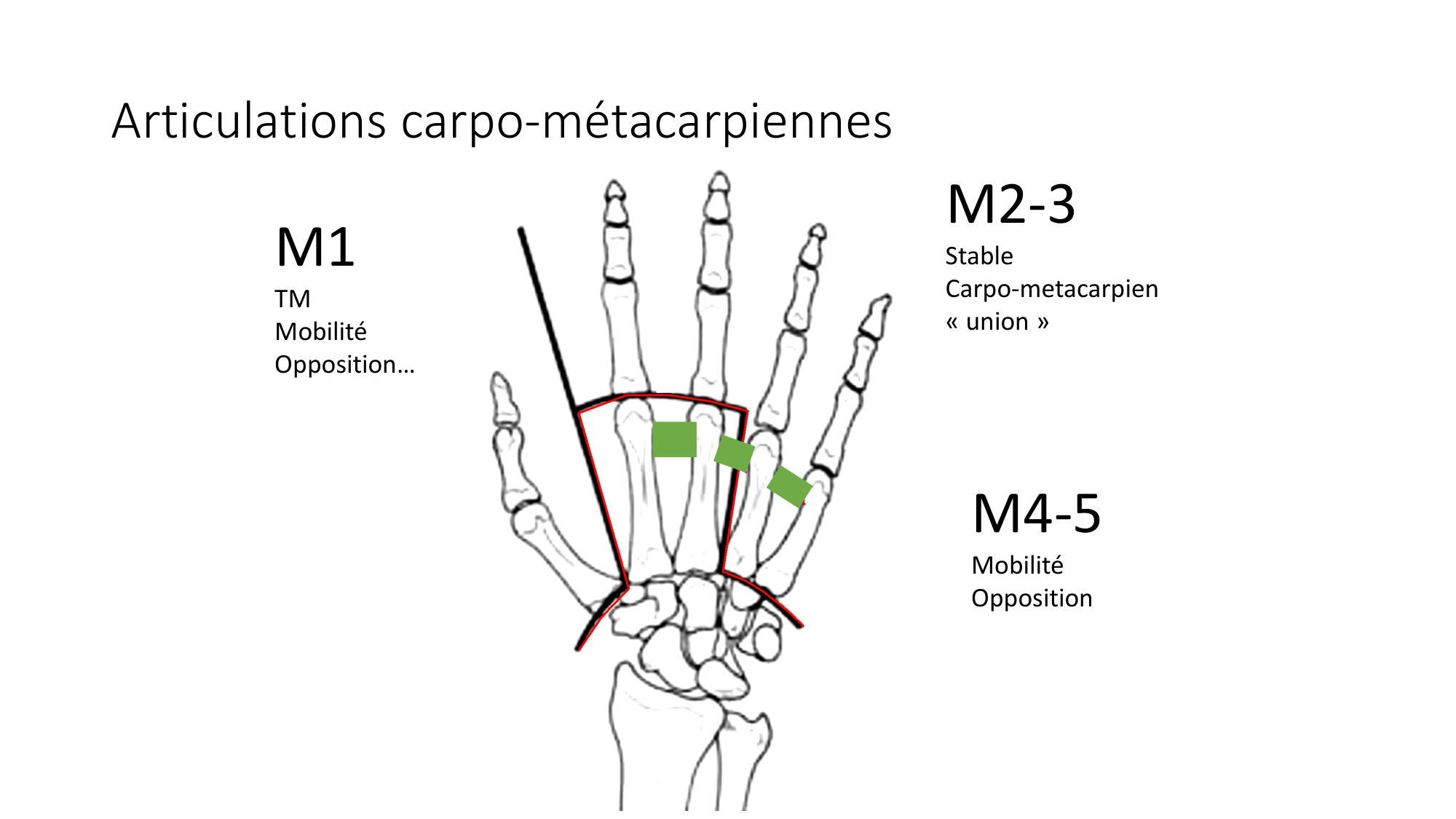 1 BA ostéologie MS thorax 2025-26 page 81