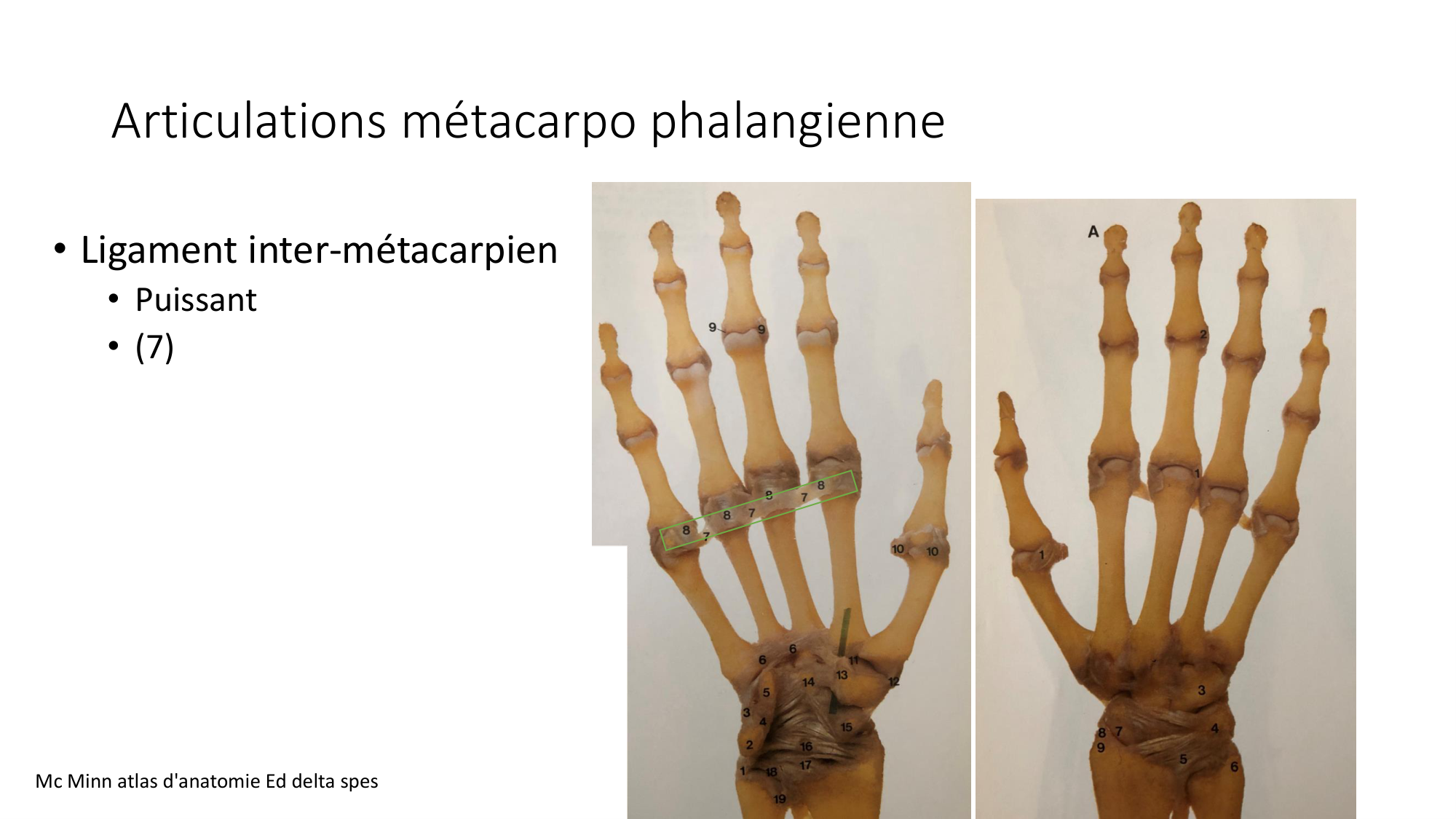 1 BA ostéologie MS thorax 2025-26 page 82