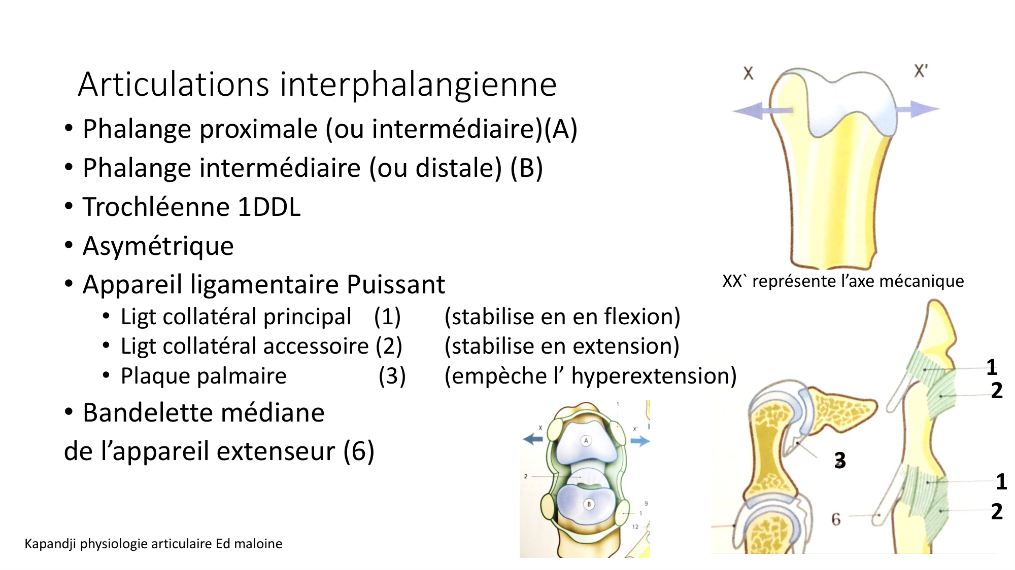 1 BA ostéologie MS thorax 2025-26 page 86