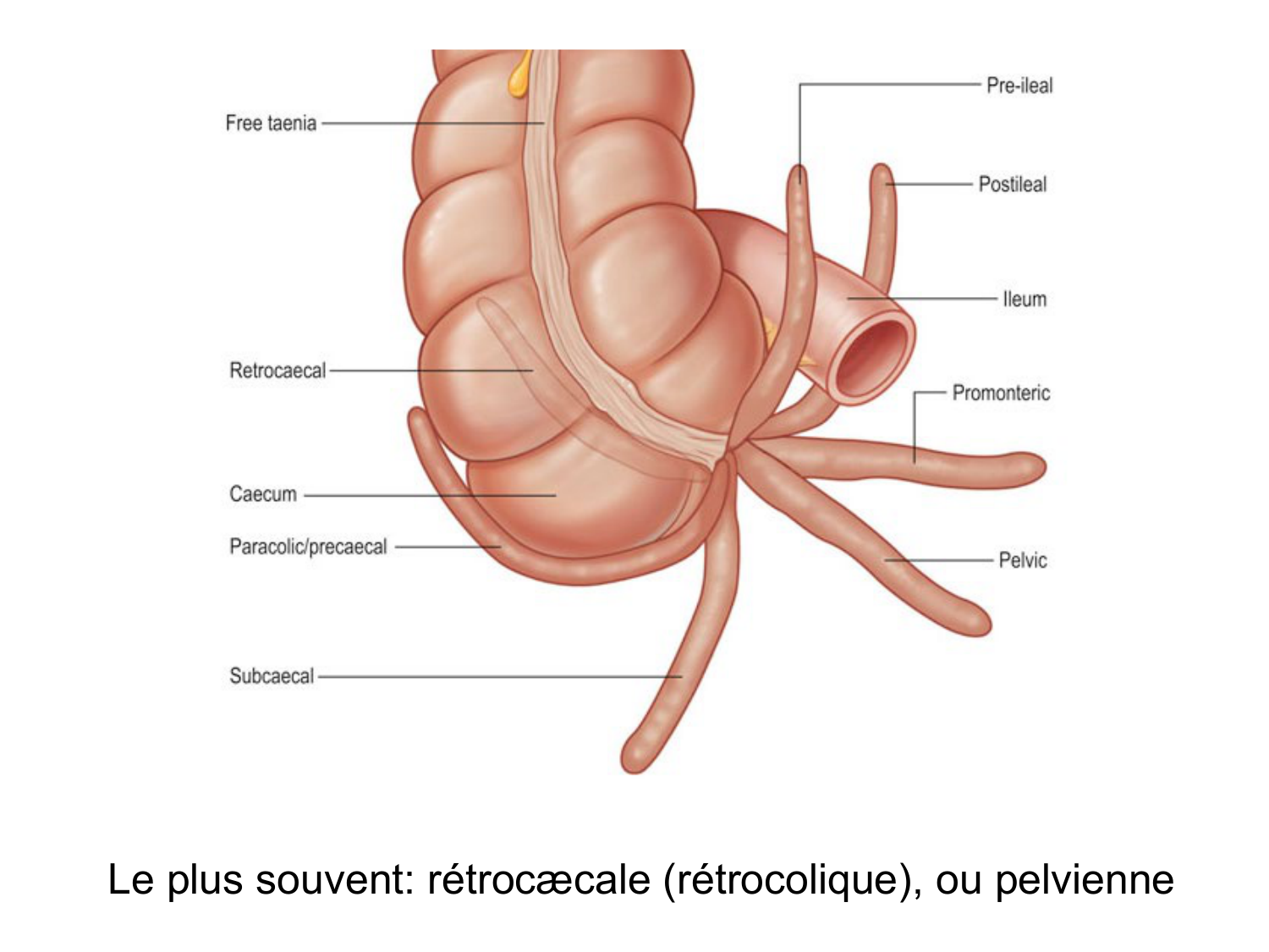 Abdomen gros intestin foie rate pancreas vascularisation page 19