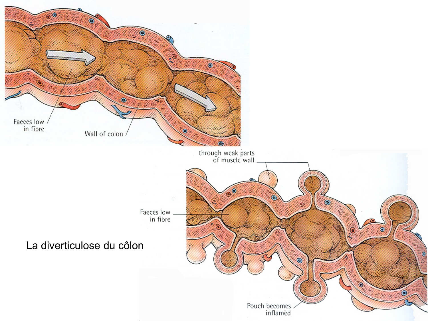 Abdomen gros intestin foie rate pancreas vascularisation page 22