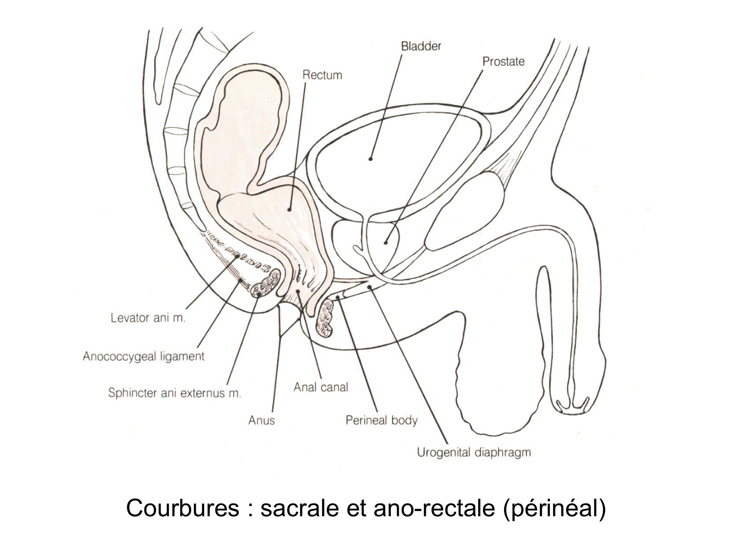 Abdomen gros intestin foie rate pancreas vascularisation page 25