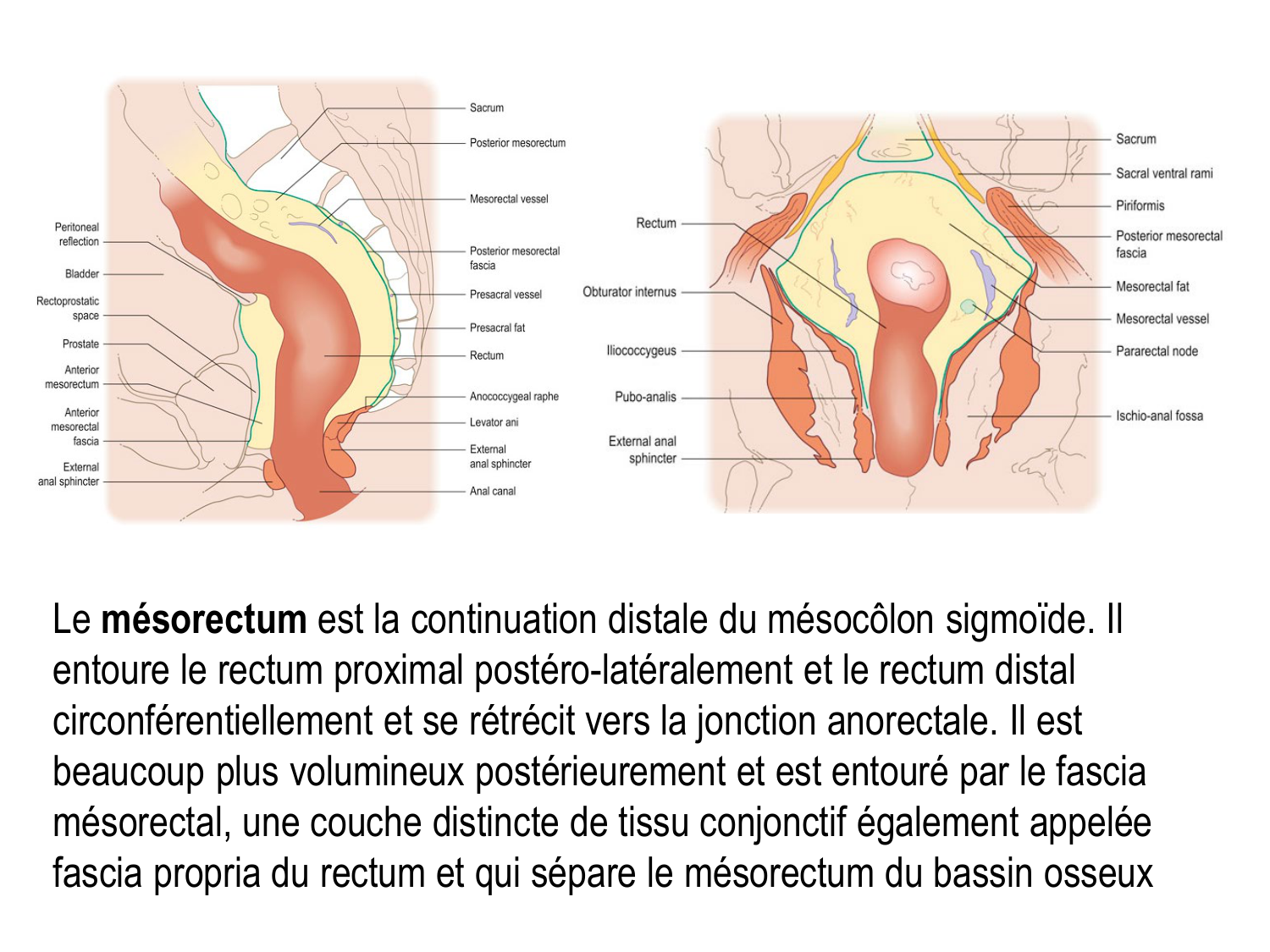 Abdomen gros intestin foie rate pancreas vascularisation page 26