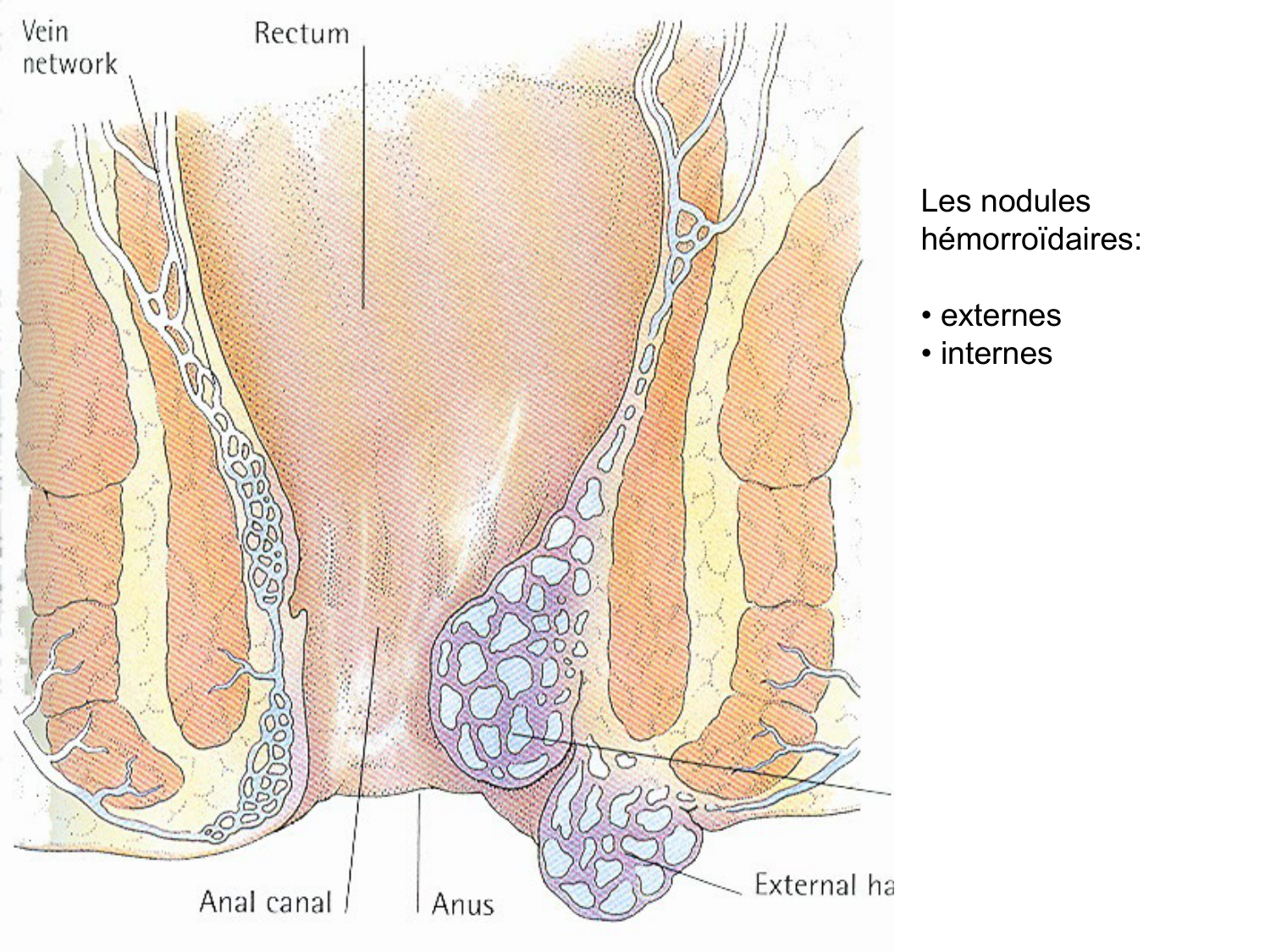 Abdomen gros intestin foie rate pancreas vascularisation page 30