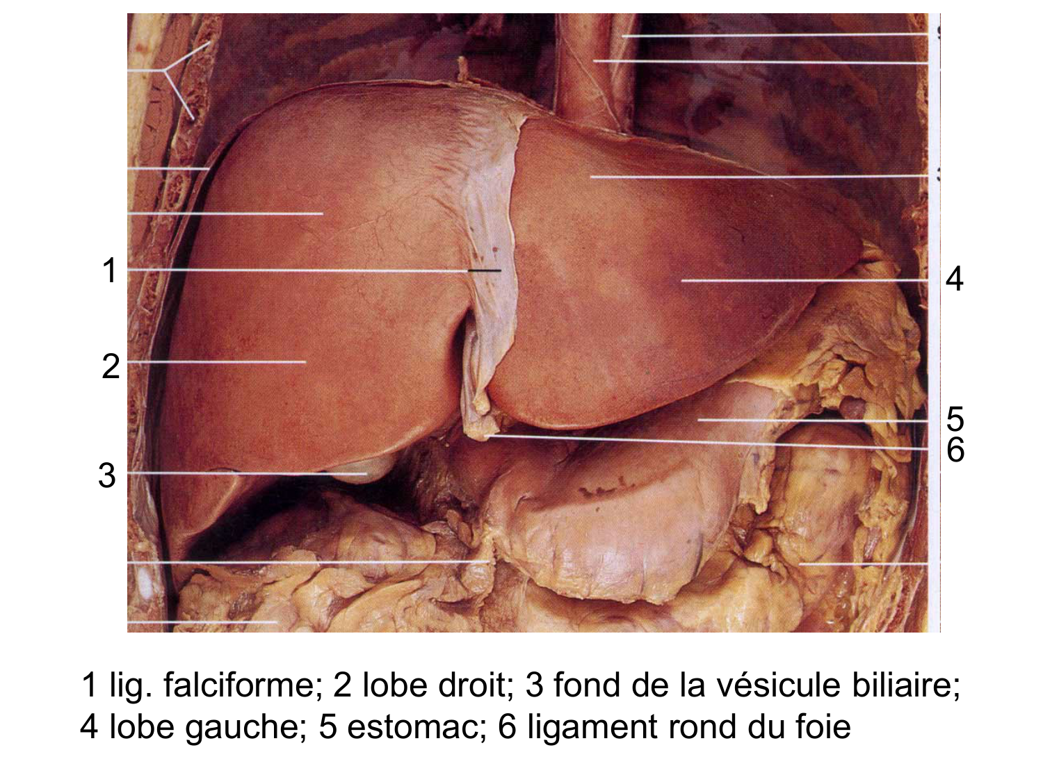 Abdomen gros intestin foie rate pancreas vascularisation page 34