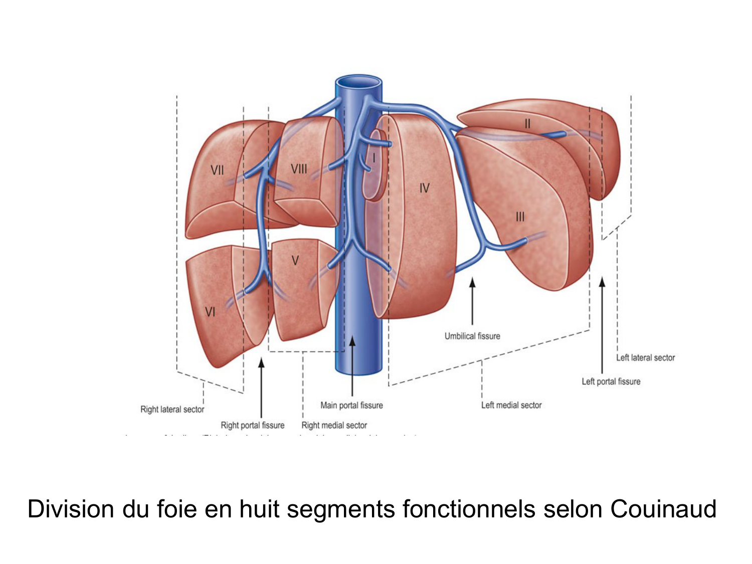 Abdomen gros intestin foie rate pancreas vascularisation page 36