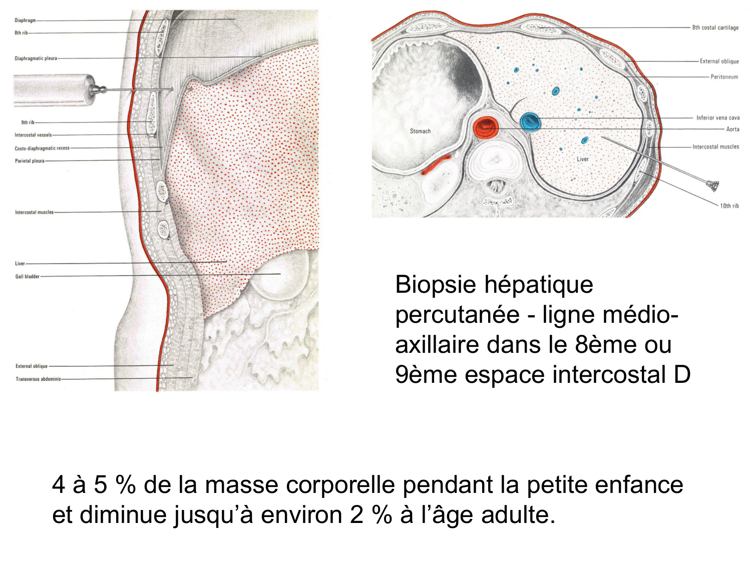 Abdomen gros intestin foie rate pancreas vascularisation page 38