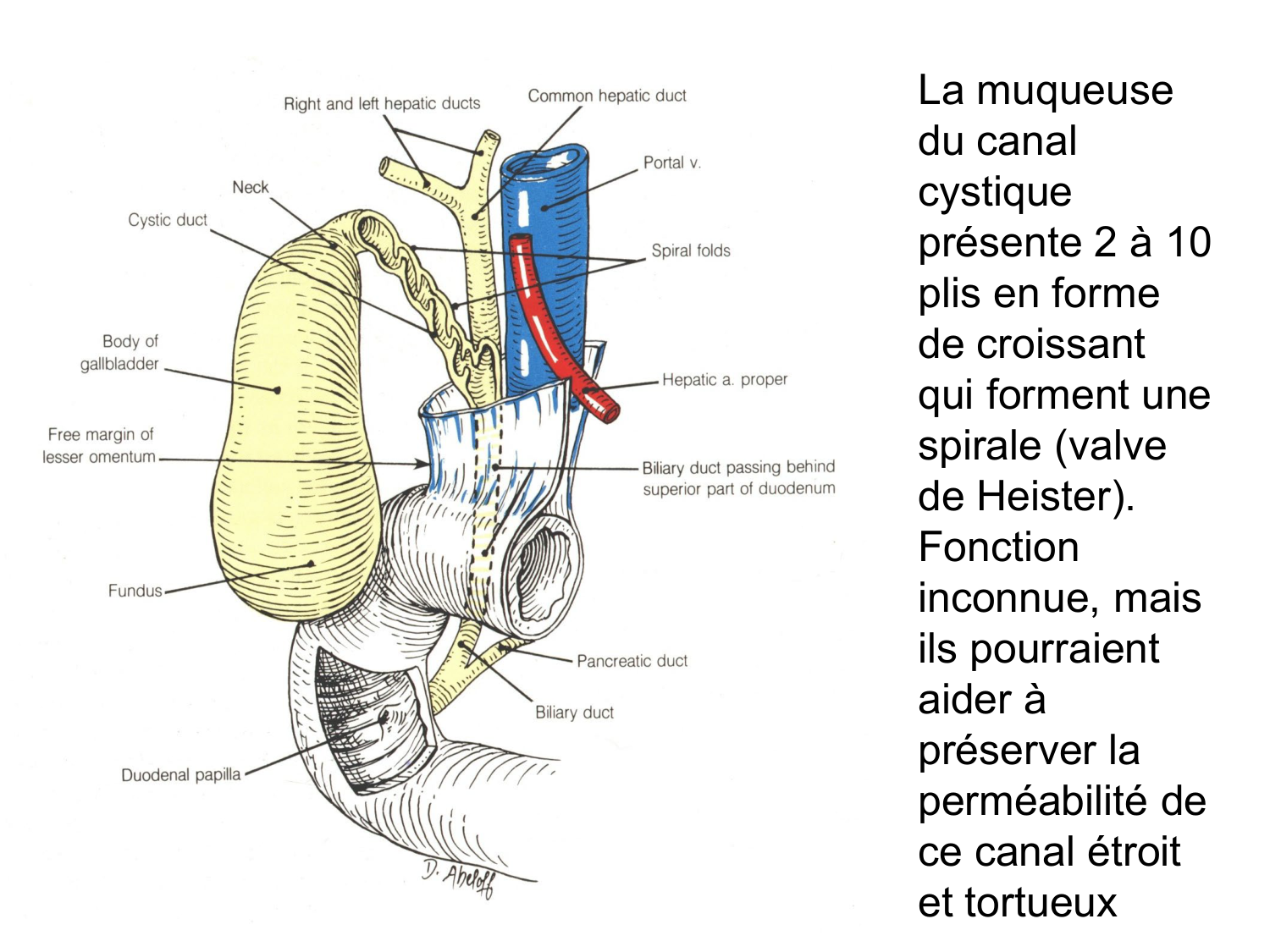 Abdomen gros intestin foie rate pancreas vascularisation page 51