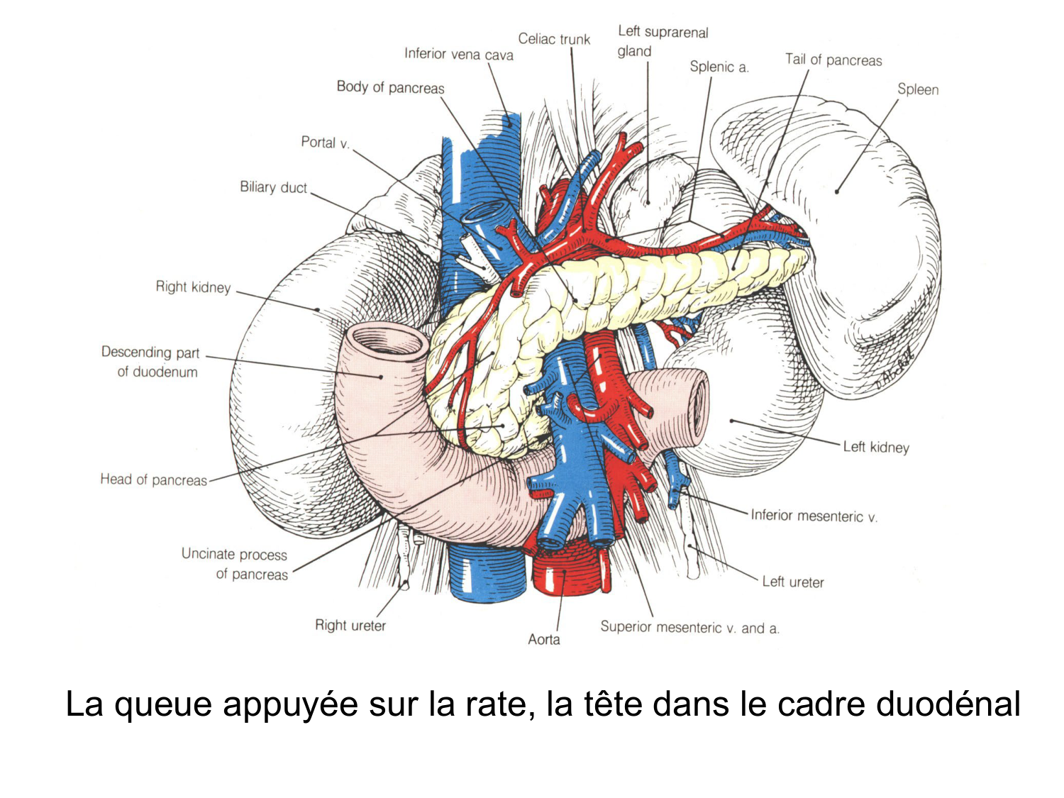 Abdomen gros intestin foie rate pancreas vascularisation page 57