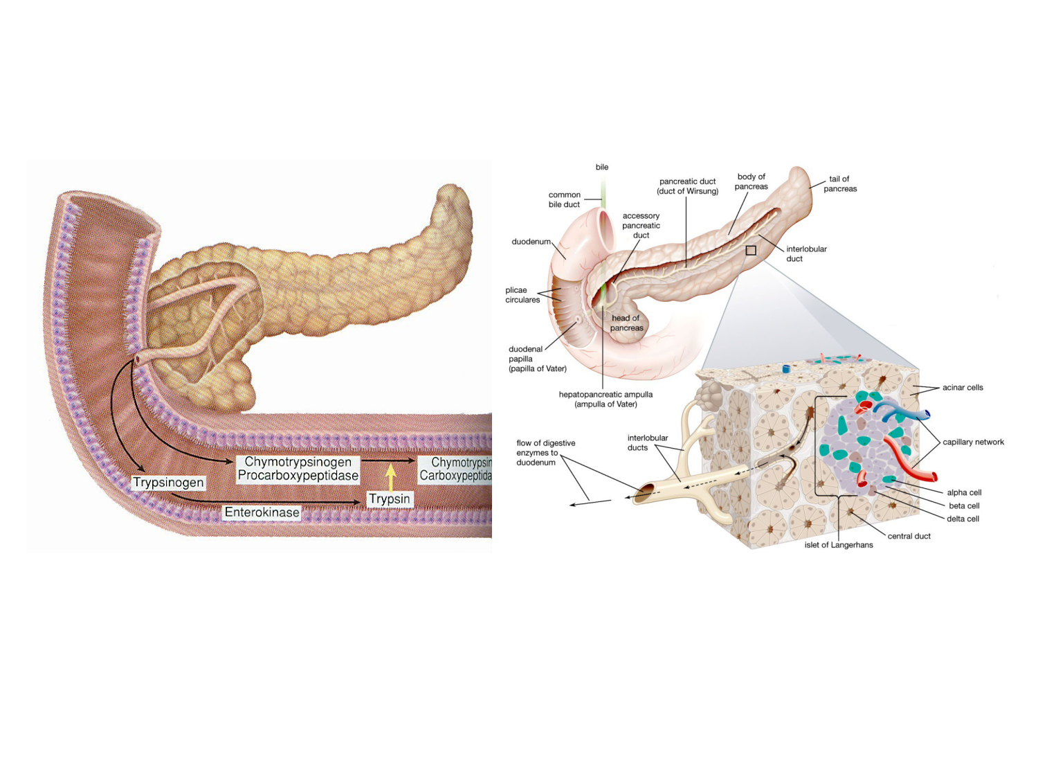 Abdomen gros intestin foie rate pancreas vascularisation page 58